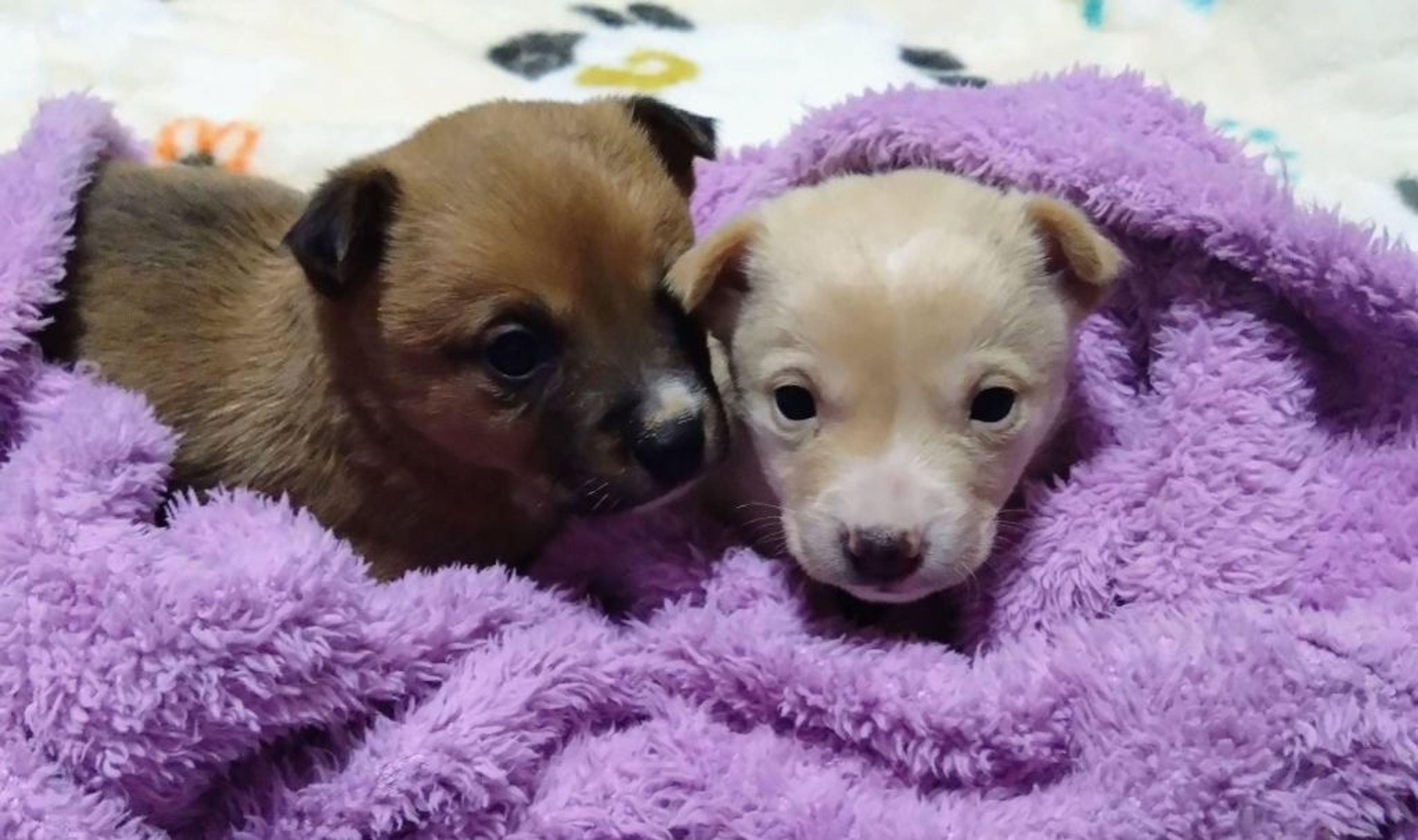 pet-image-6
