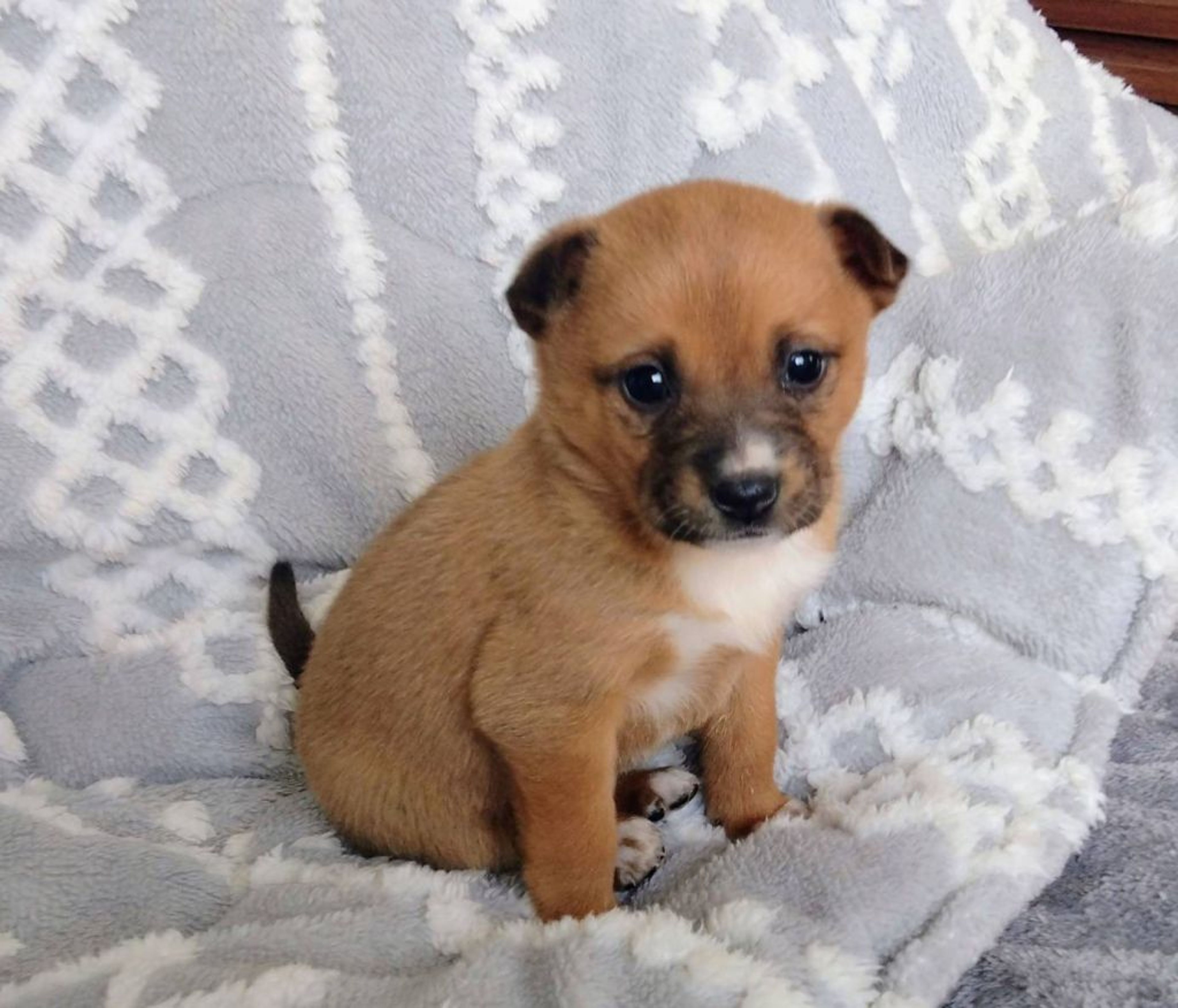 雑種（ミックス犬）・メスの里親募集の写真