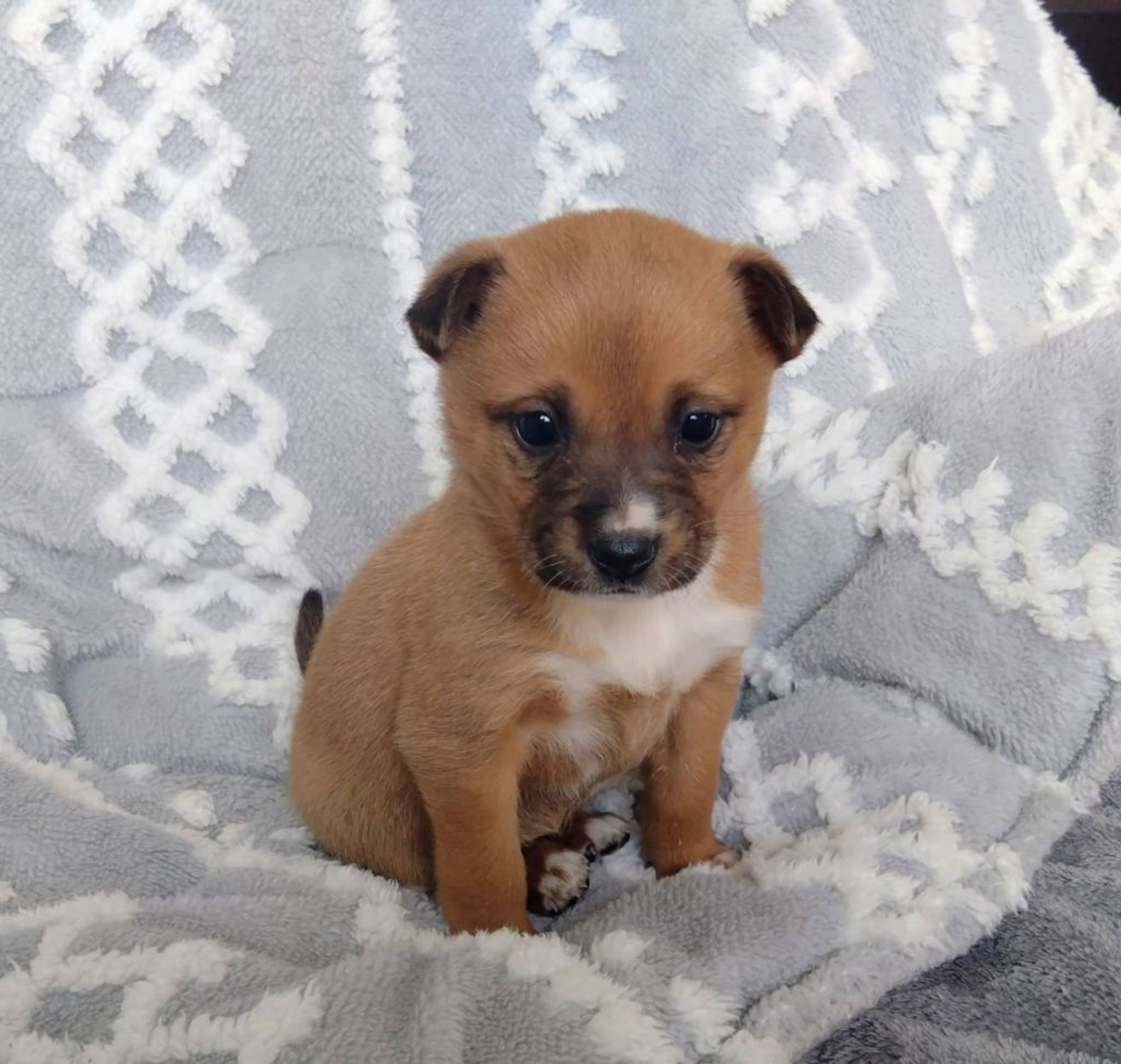 pet-image-2