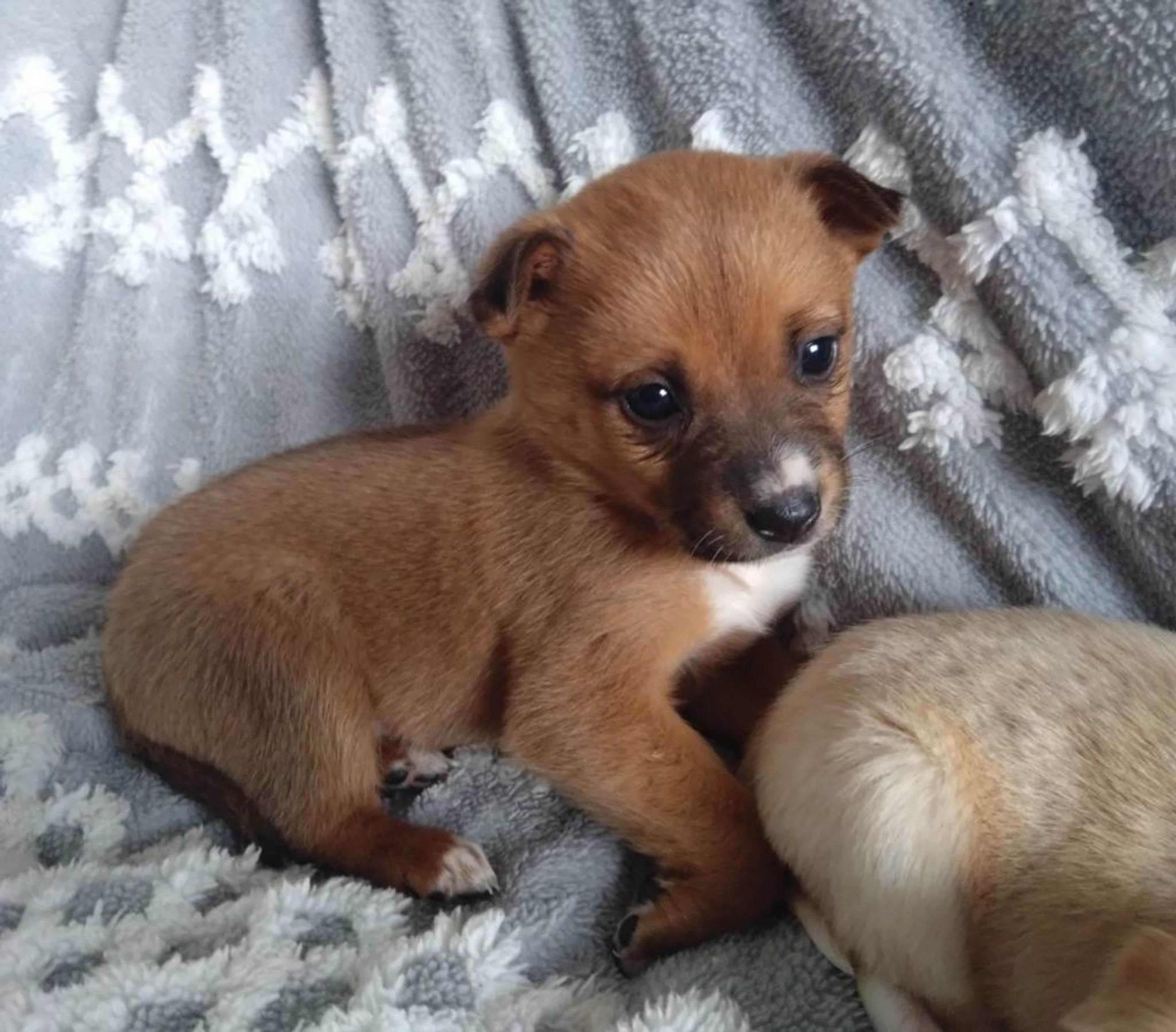 pet-image-4