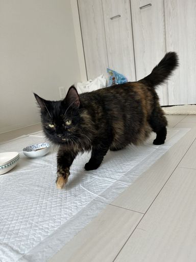 ダリアの写真