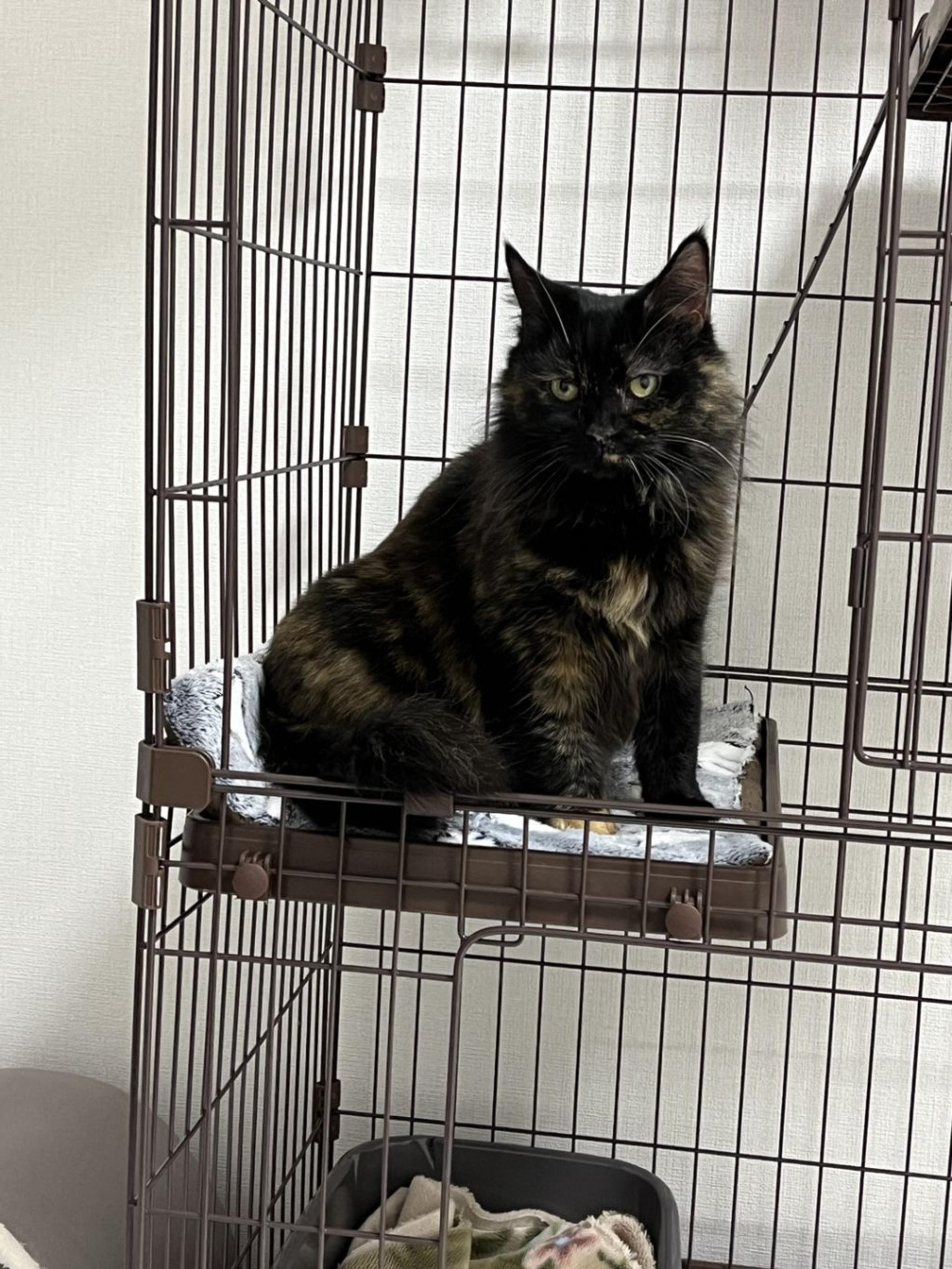 pet-image-4