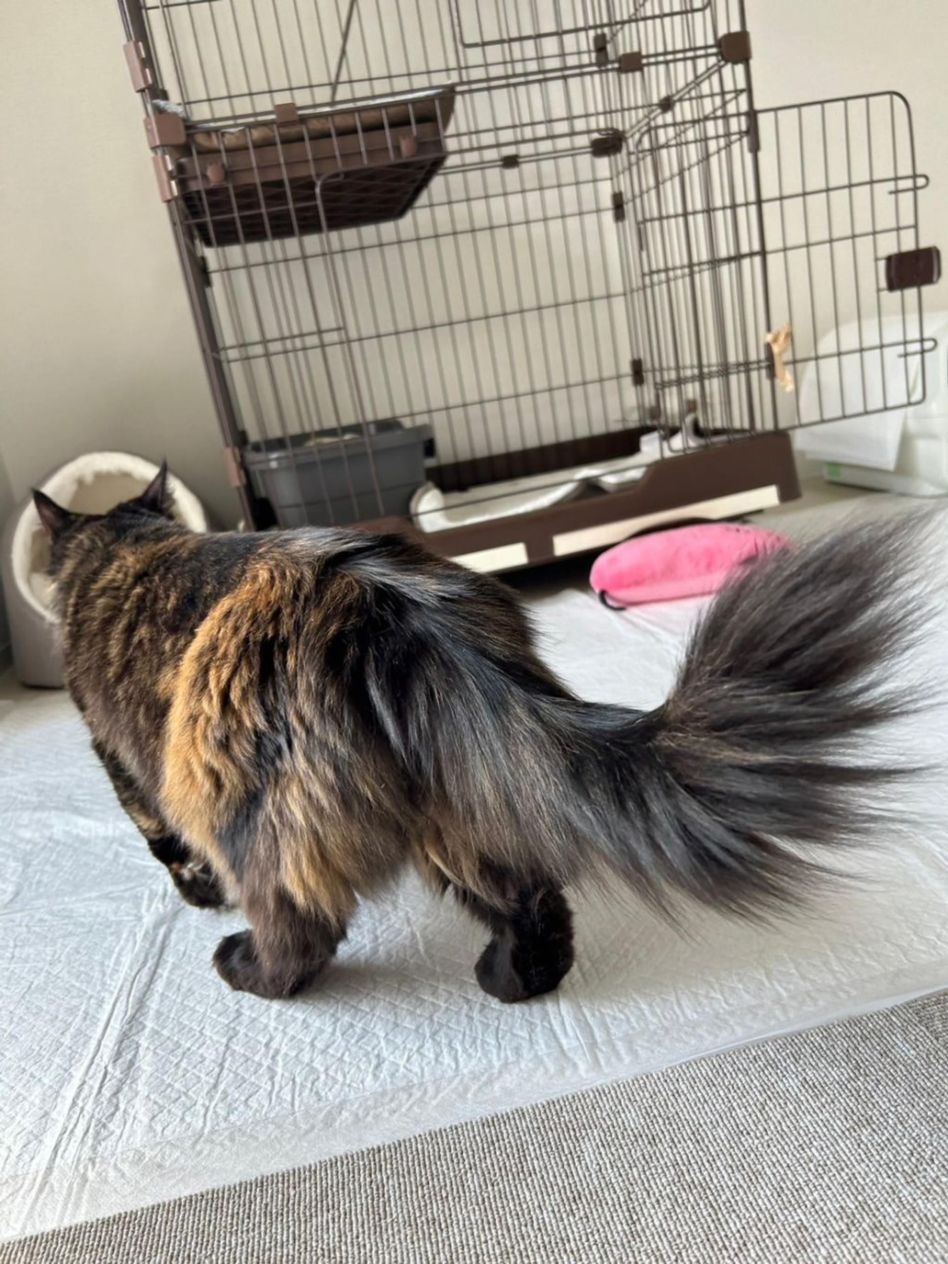 pet-image-5