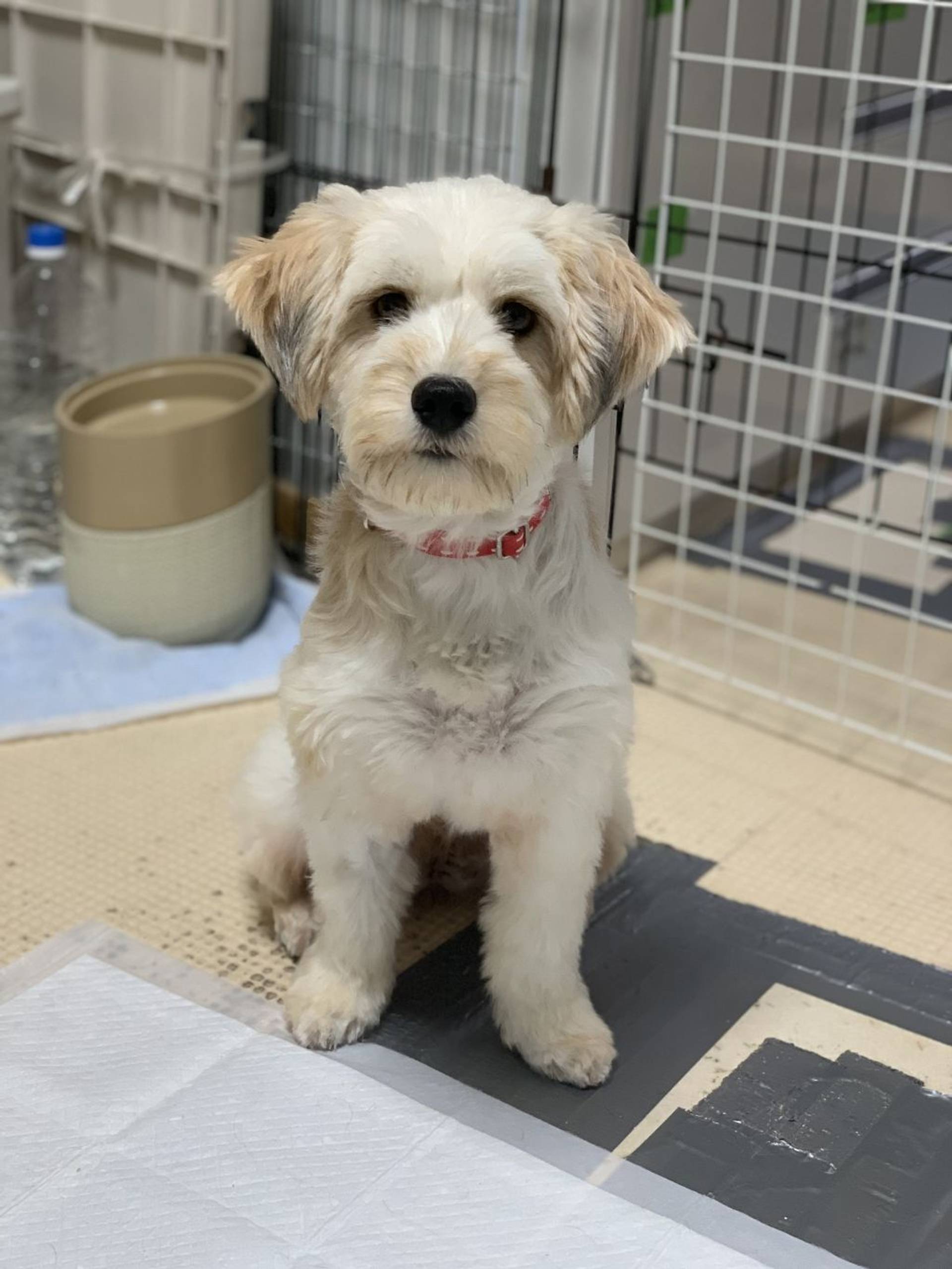雑種（ミックス犬）・メスの里親募集の写真