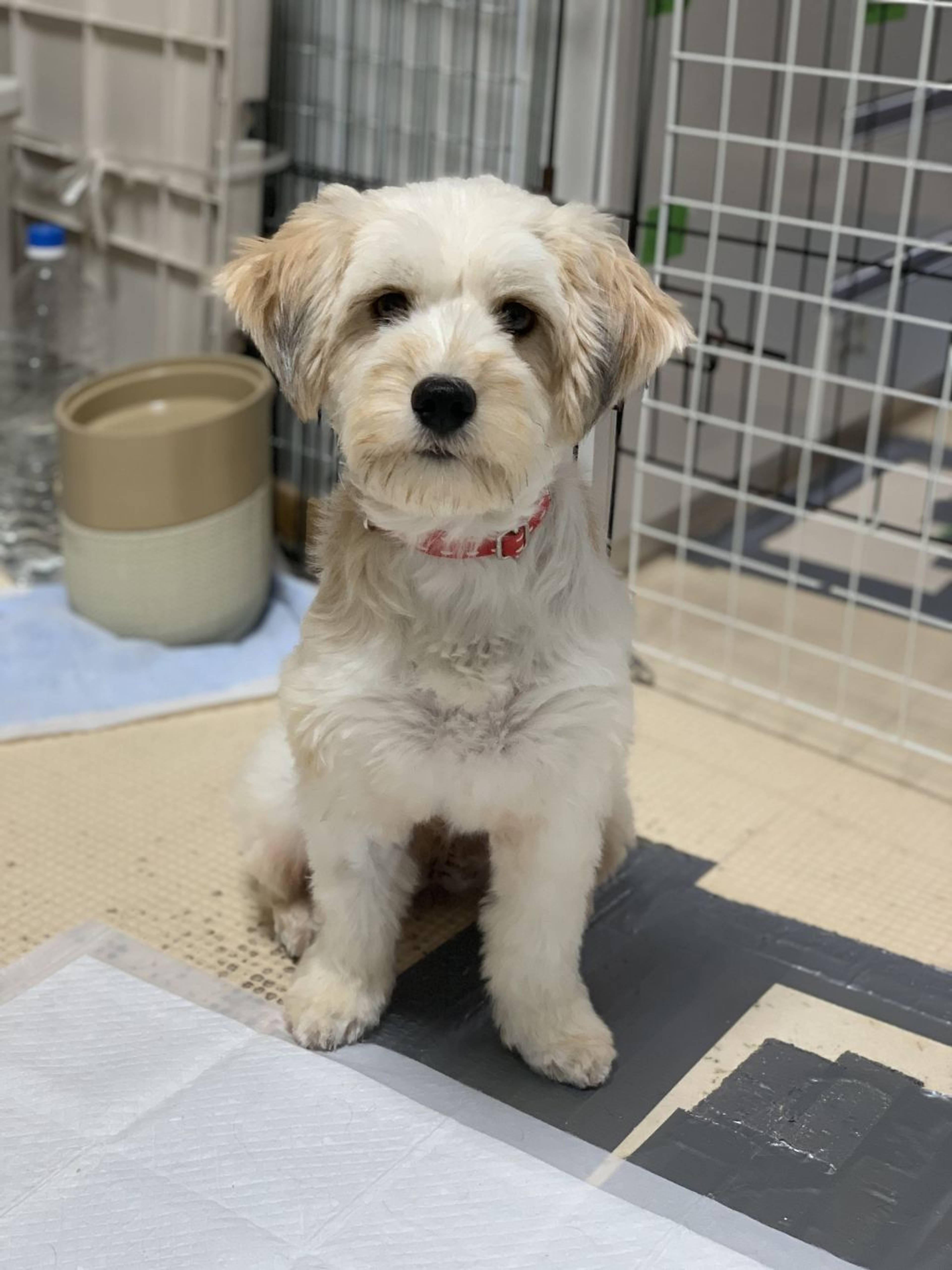 雑種（ミックス犬）・メスの里親募集の写真