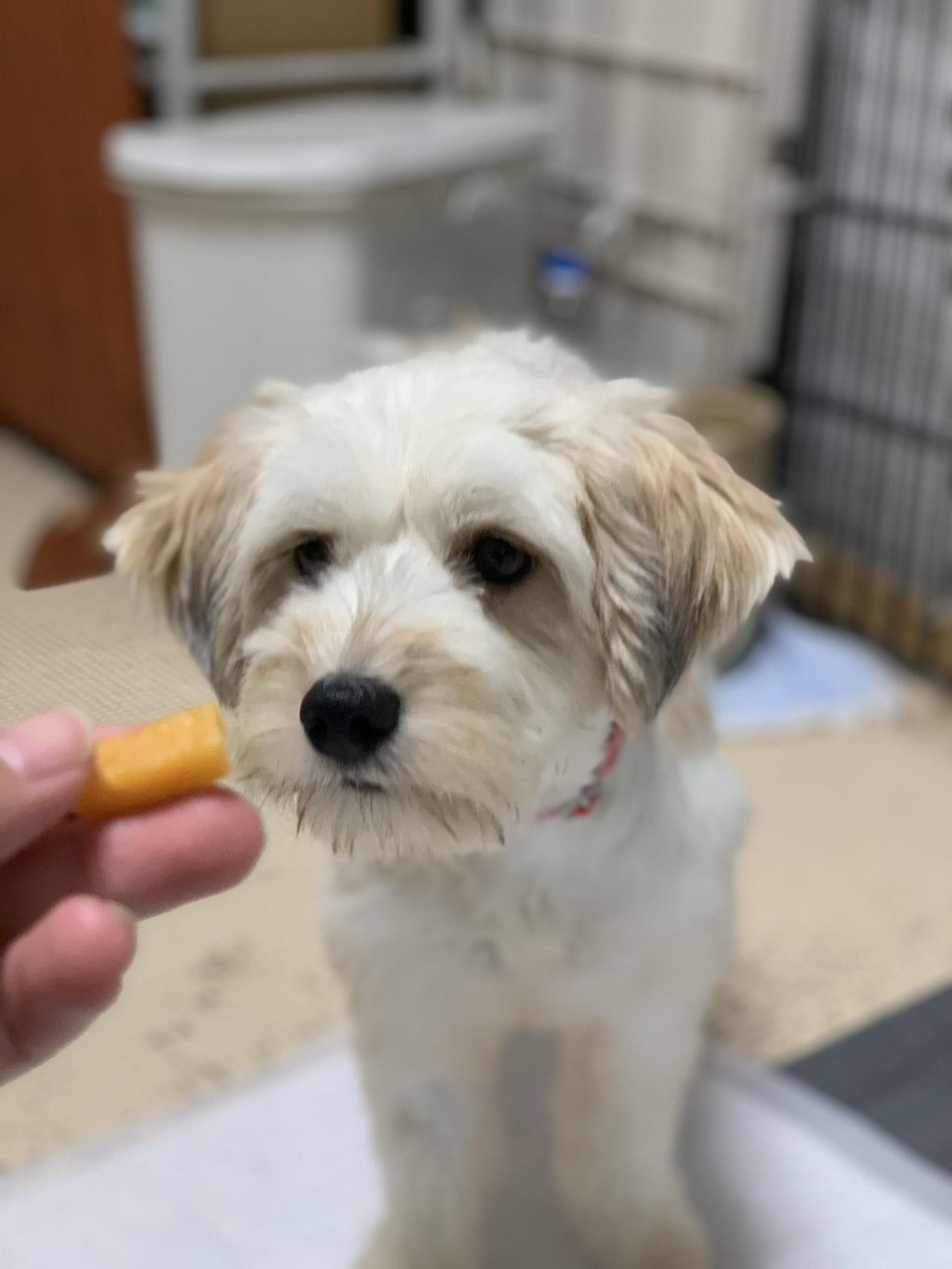 pet-image-2