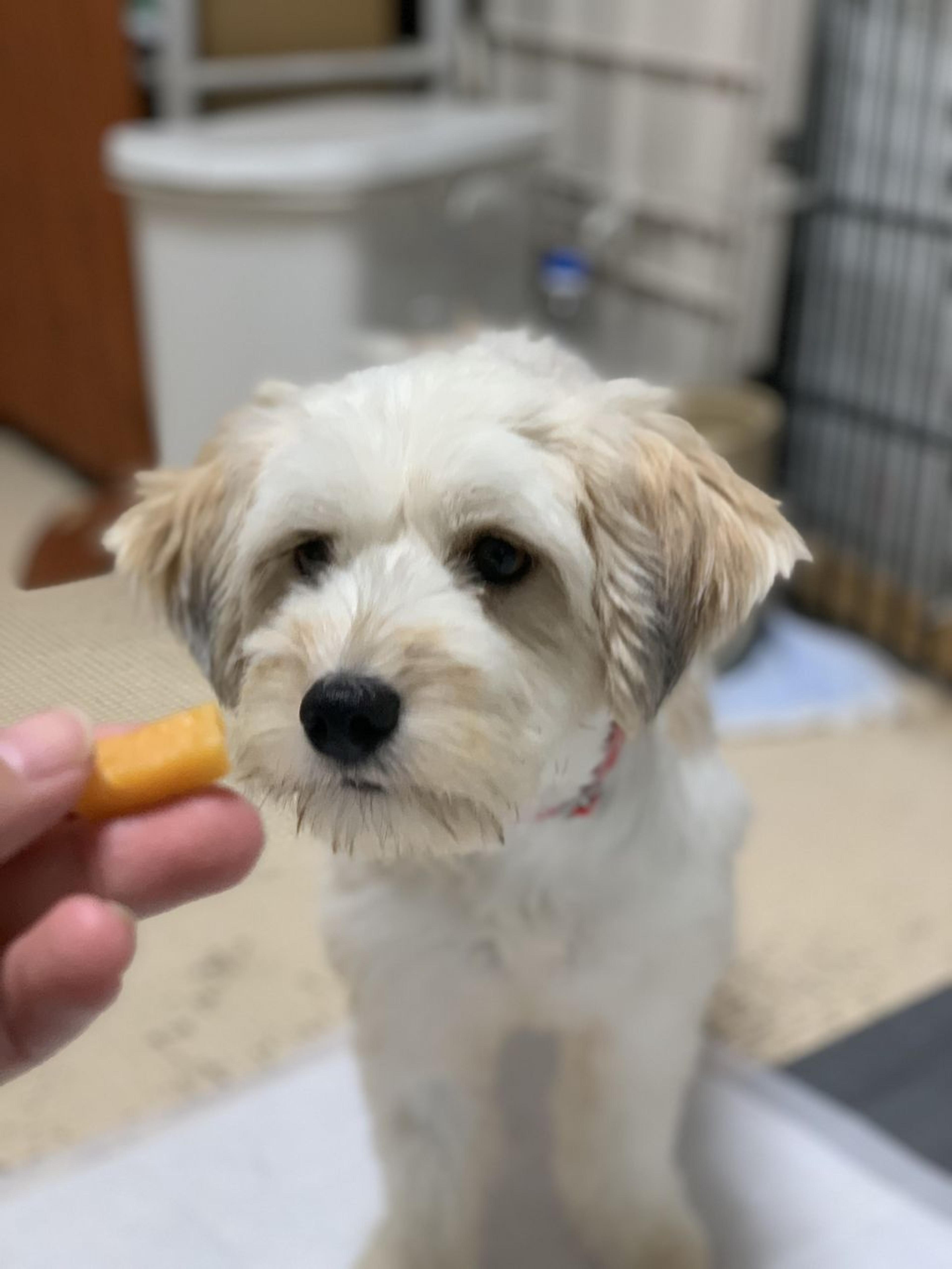 pet-image-2