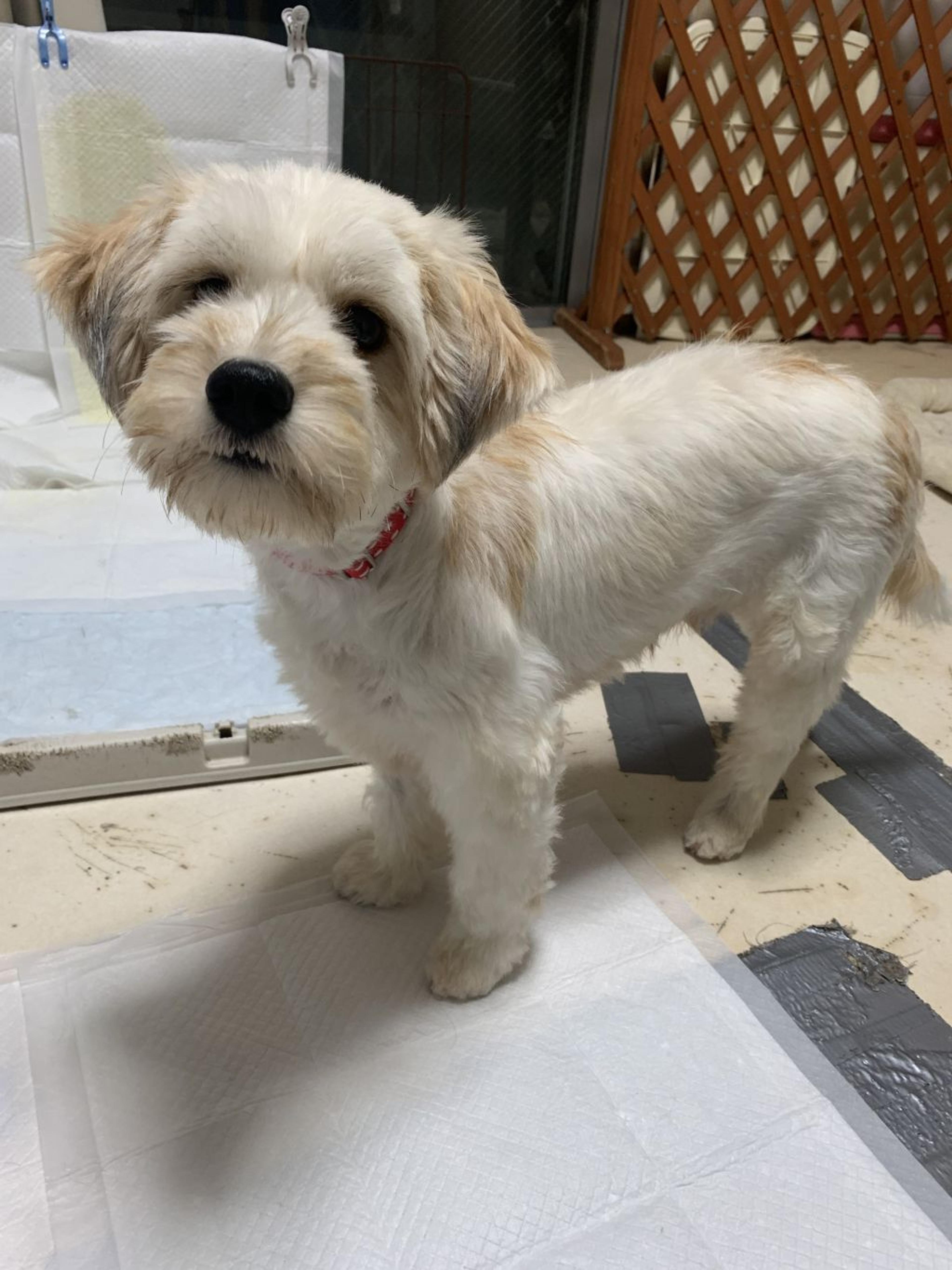 pet-image-3