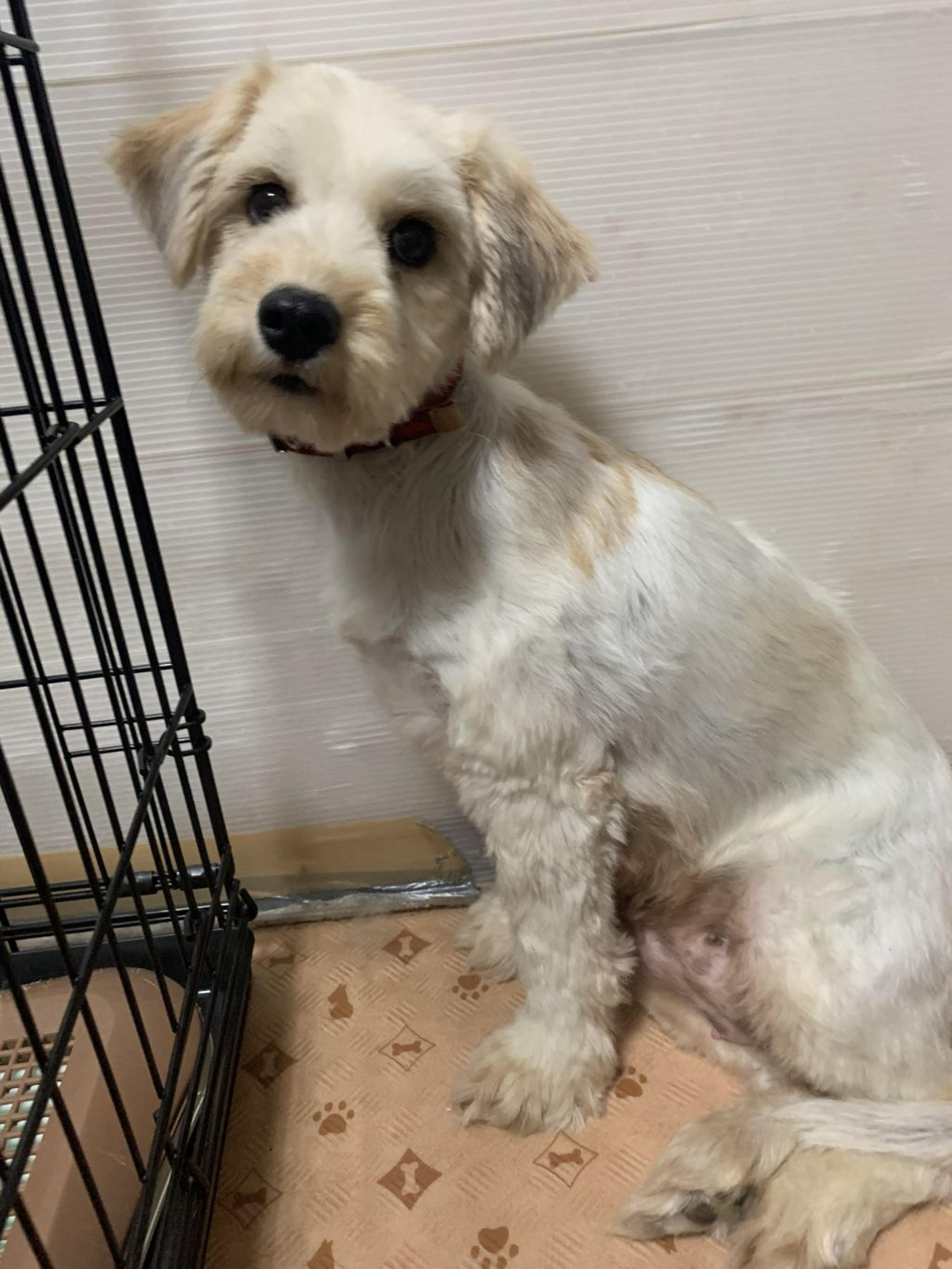 pet-image-4