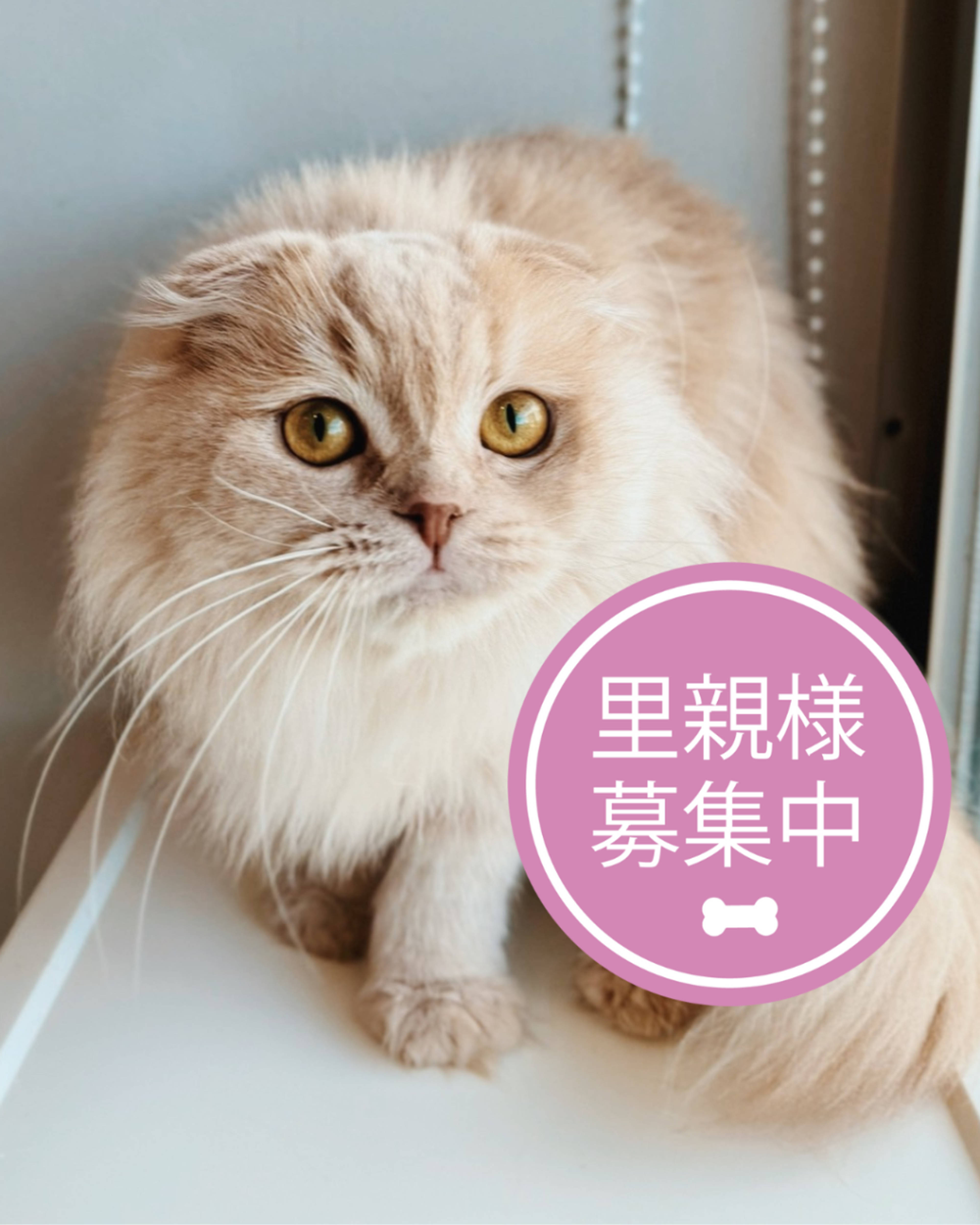 スコティッシュフォールド ・ロングヘア・メスの里親募集の写真