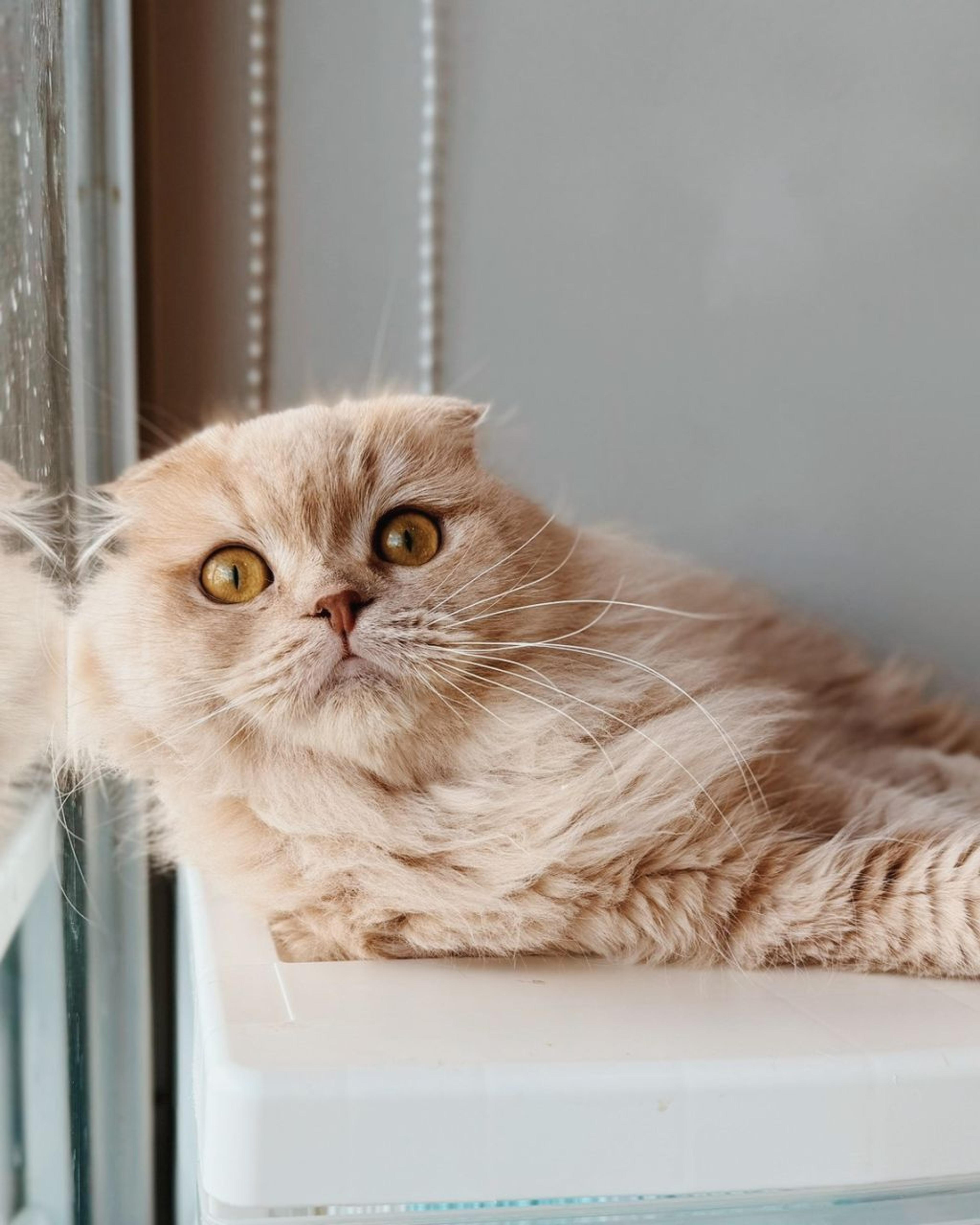 pet-image-3