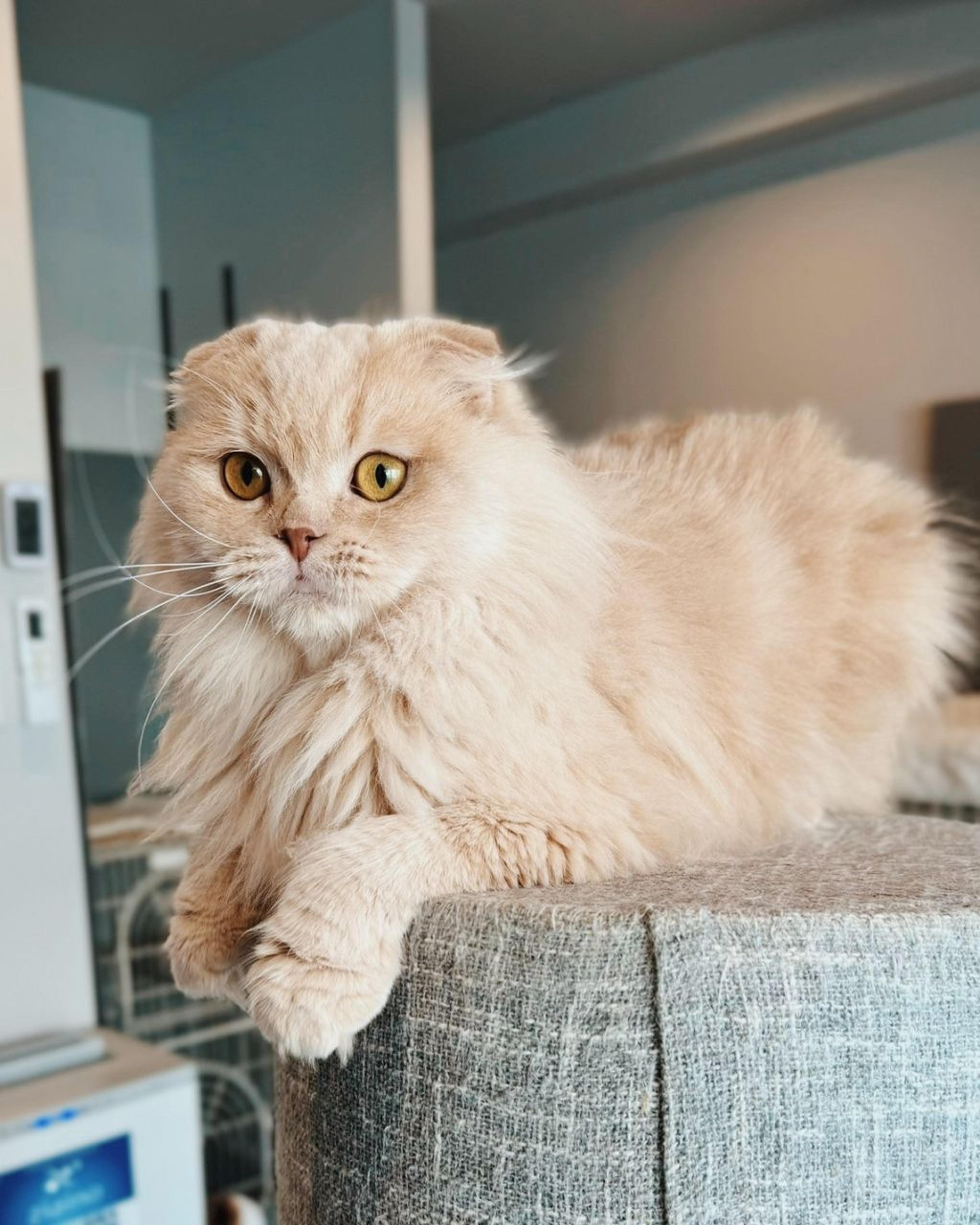 pet-image-4
