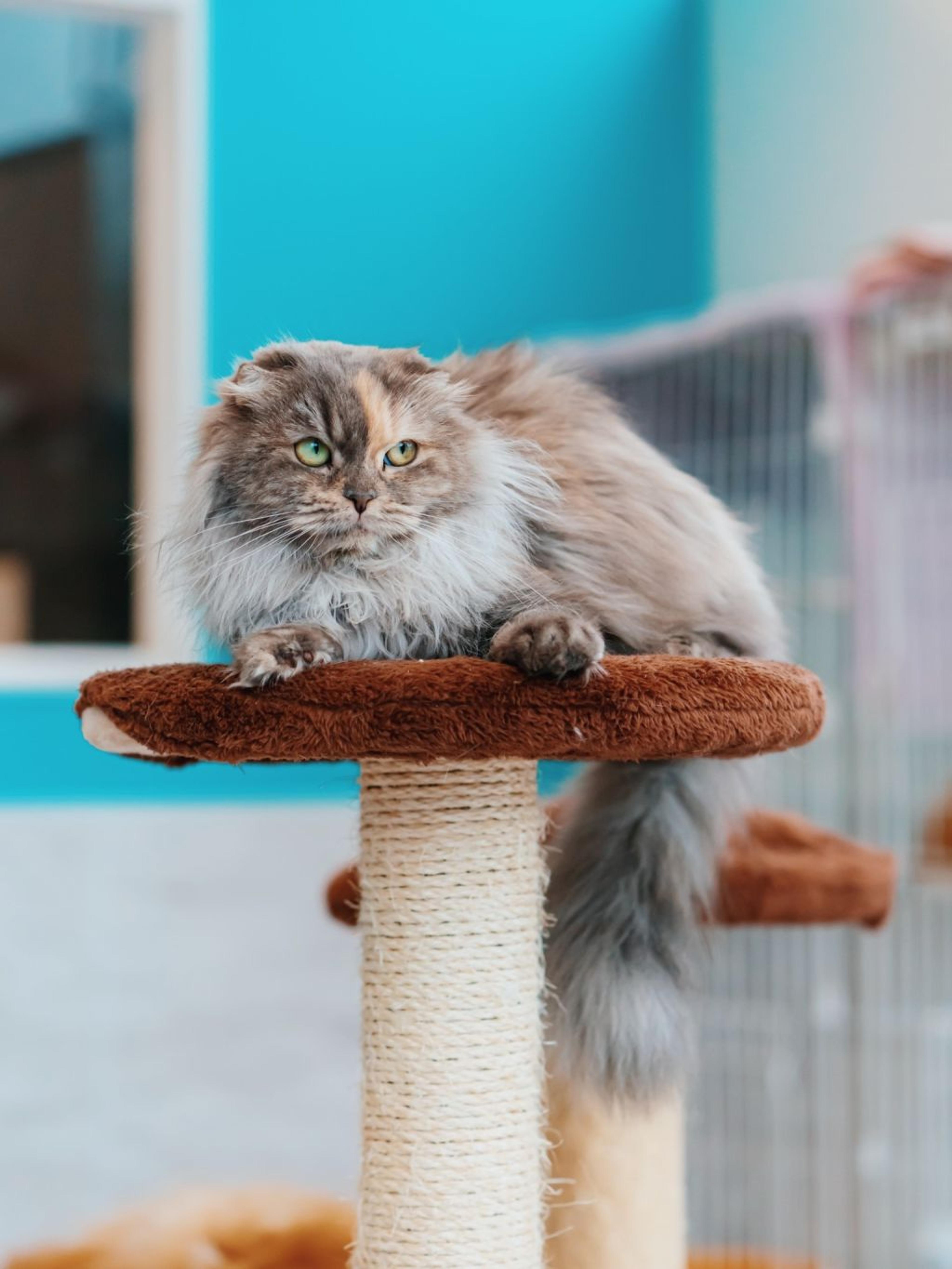 pet-image-4