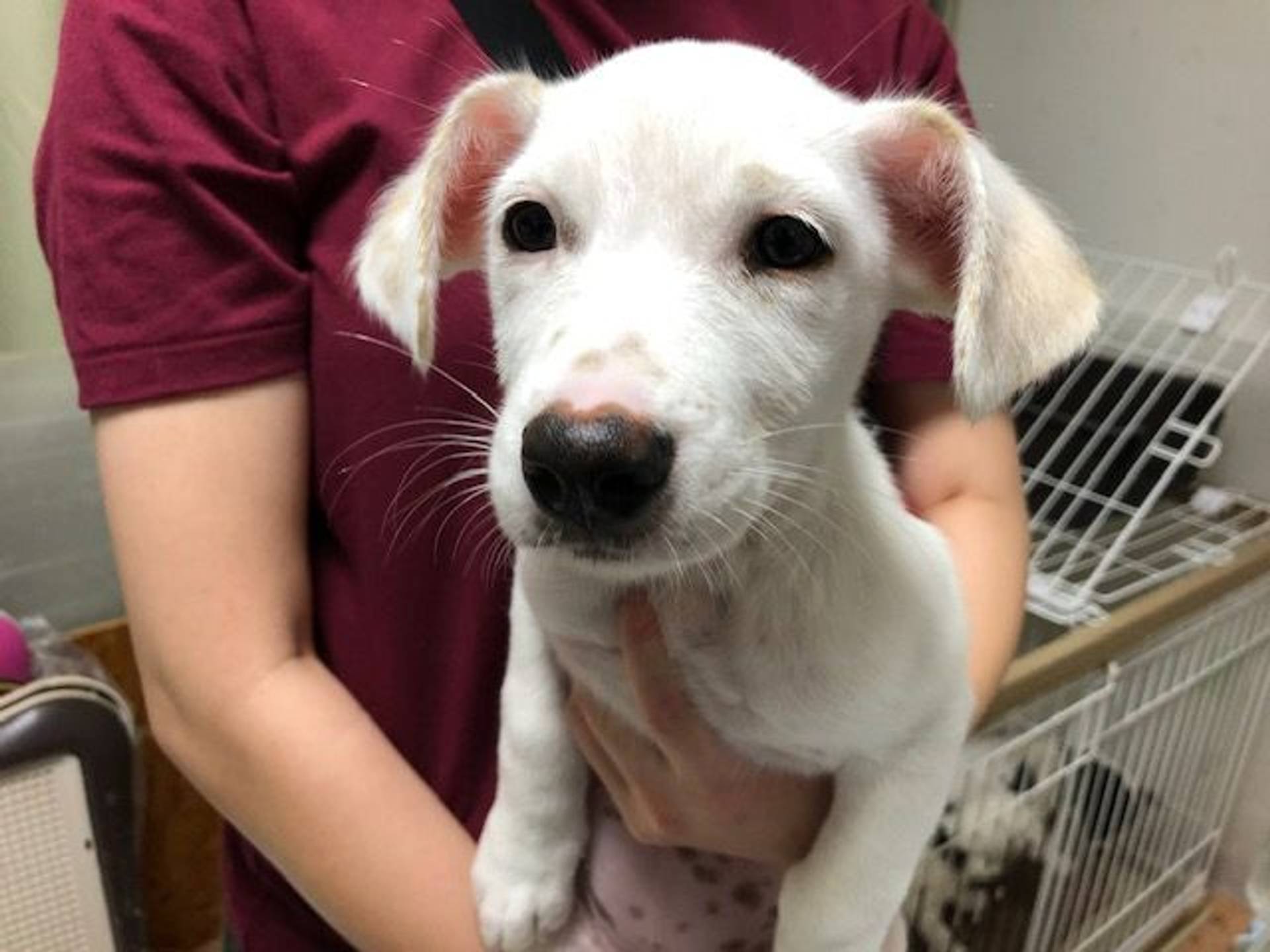 雑種（ミックス犬）・メスの里親募集の写真