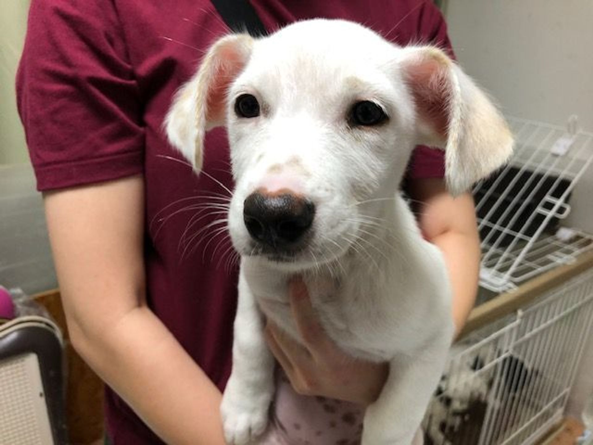雑種（ミックス犬）・メスの里親募集の写真