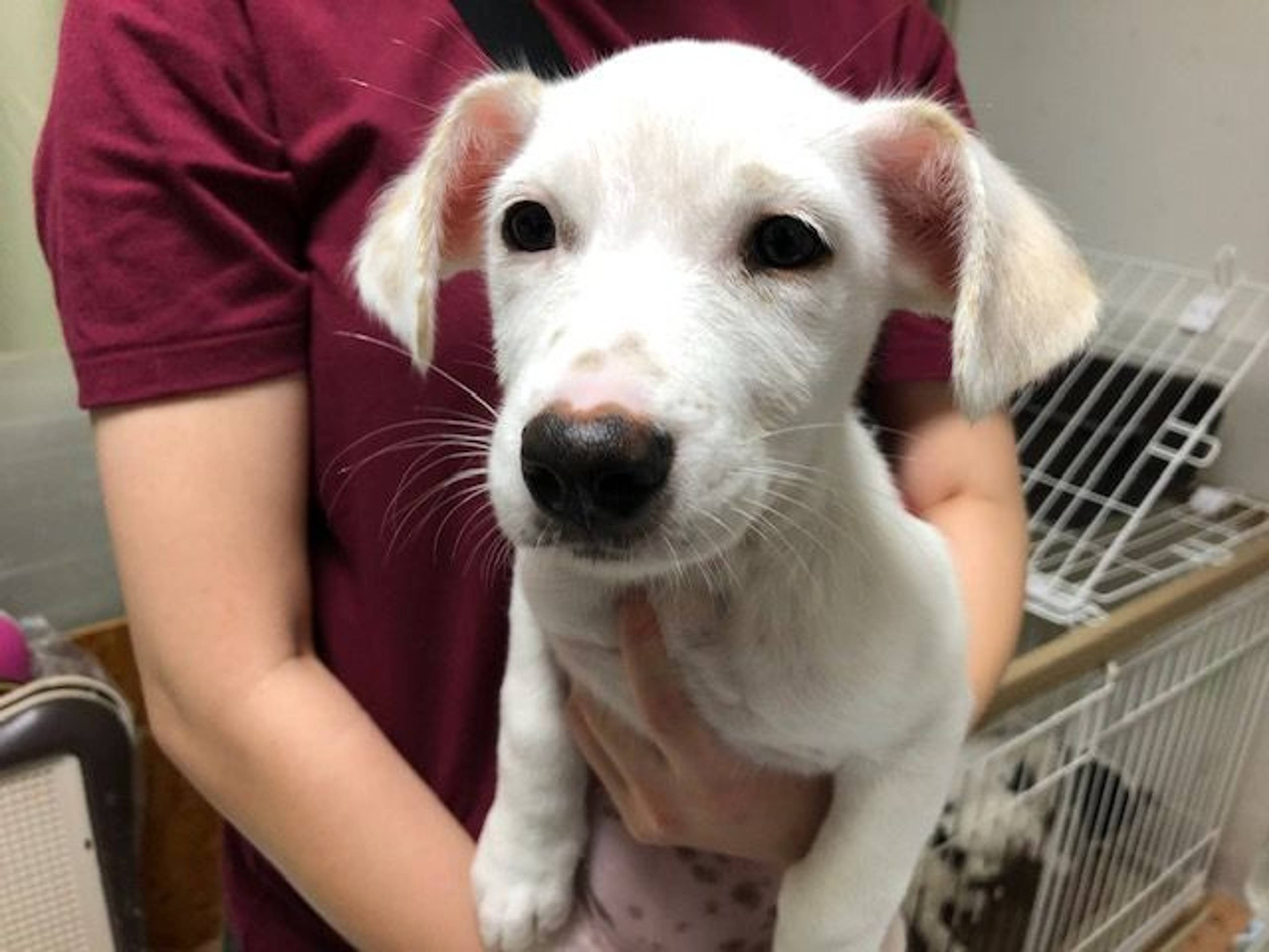 雑種（ミックス犬）・メスの里親募集の写真