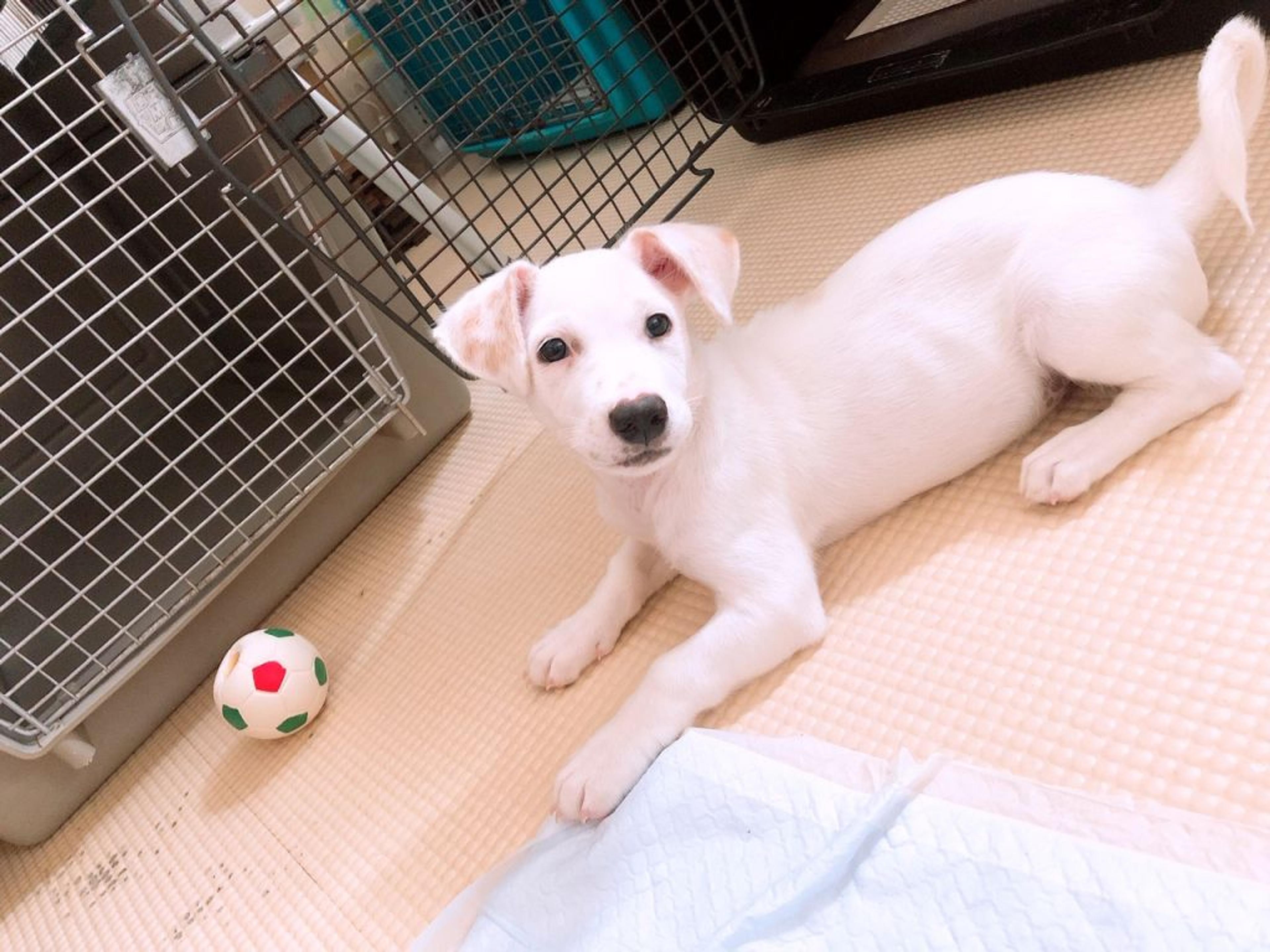 pet-image-2