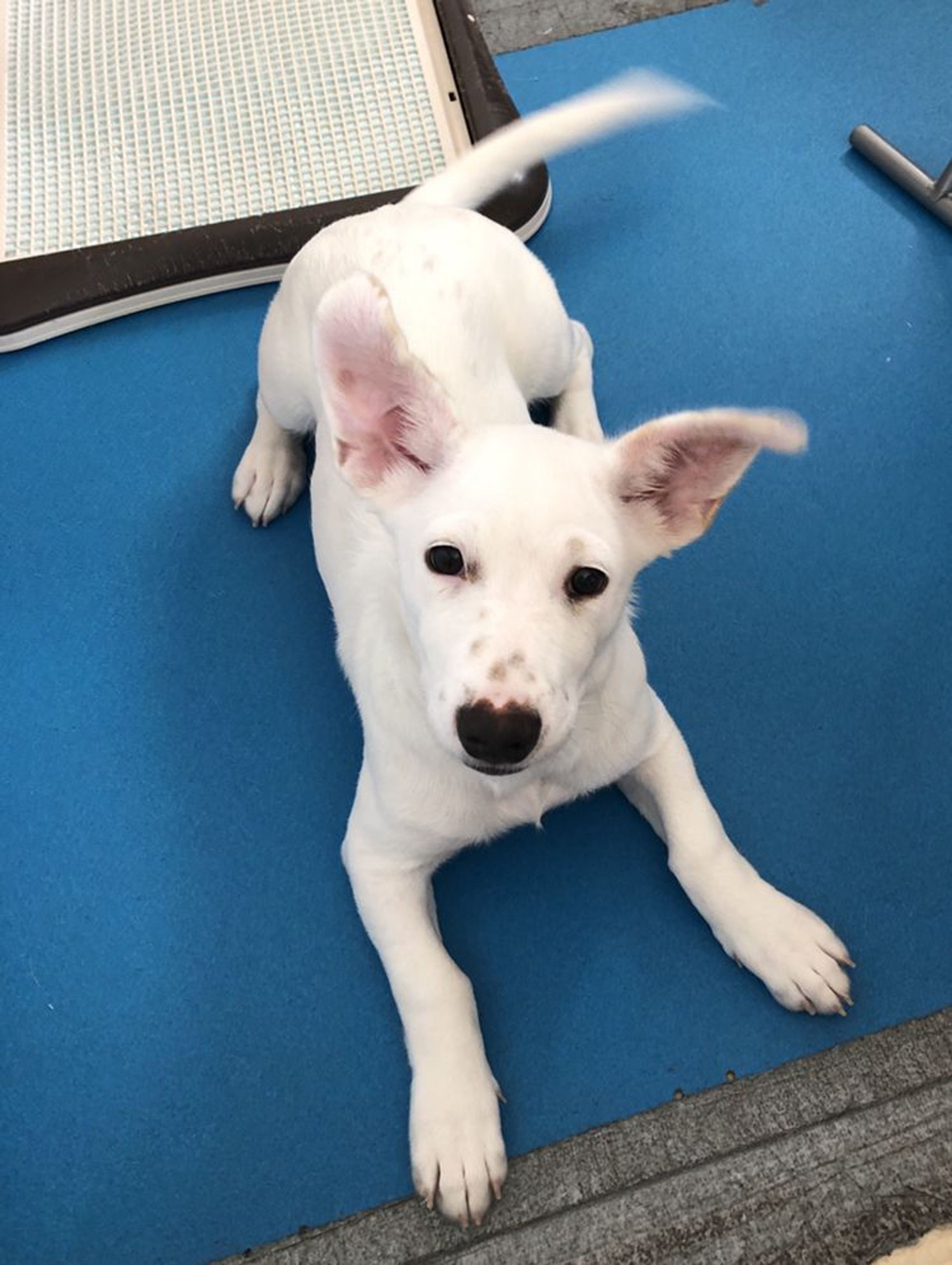 雑種（ミックス犬）・メスの里親募集の写真