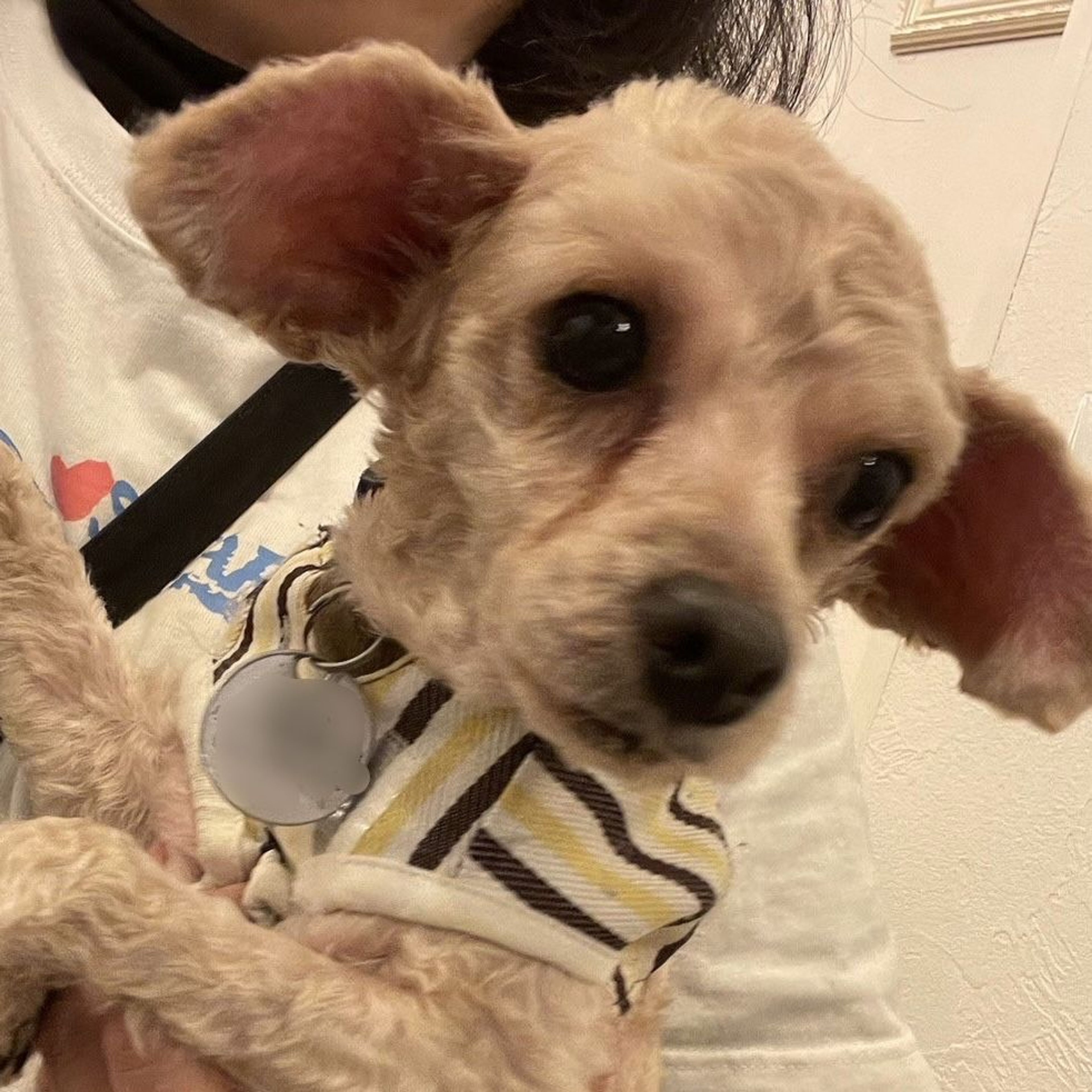 pet-image-3