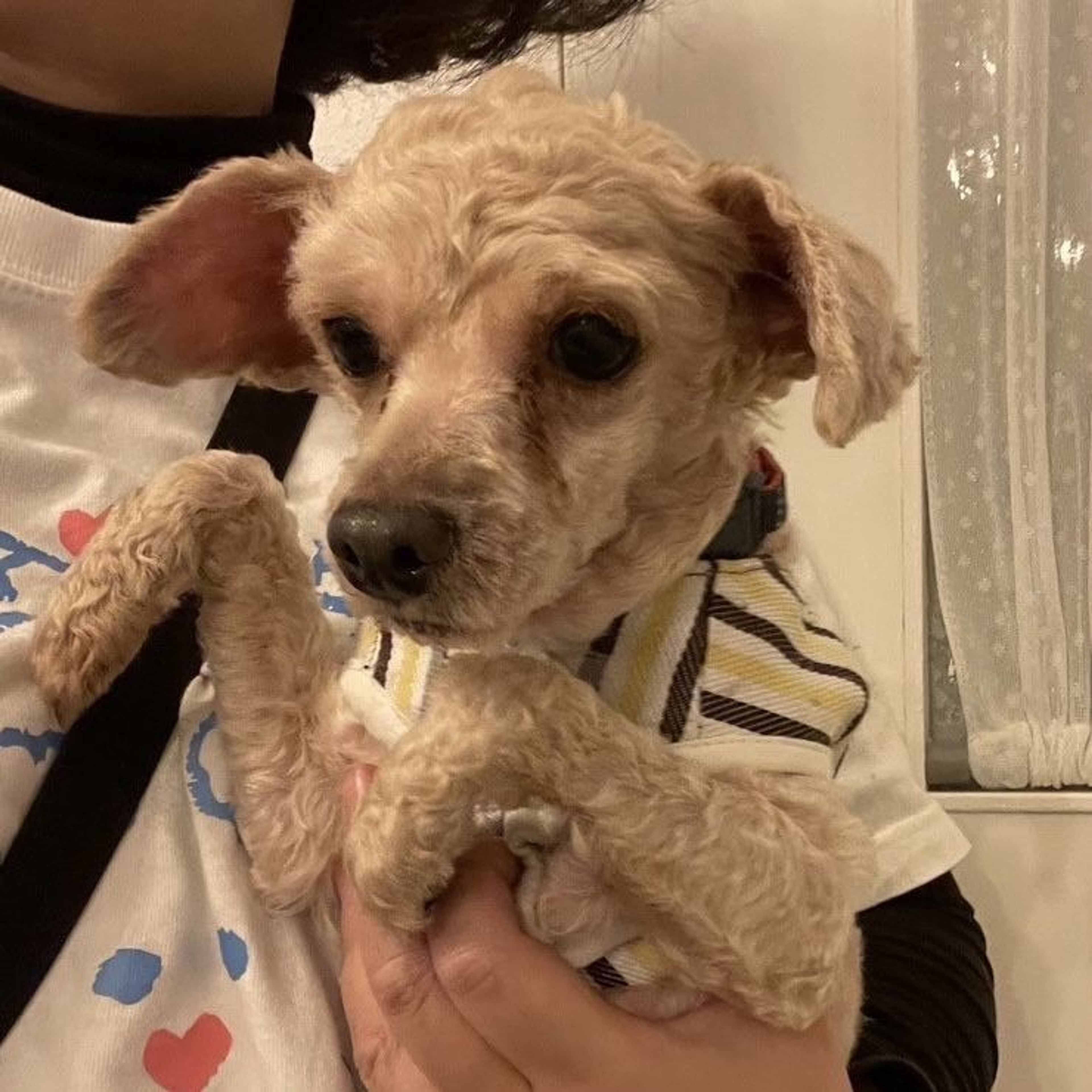 pet-image-4