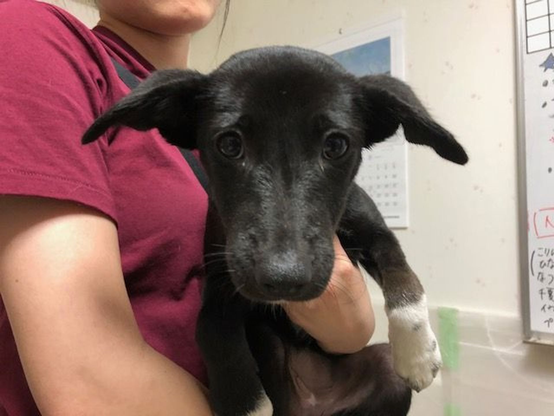 雑種（ミックス犬）・メスの里親募集の写真