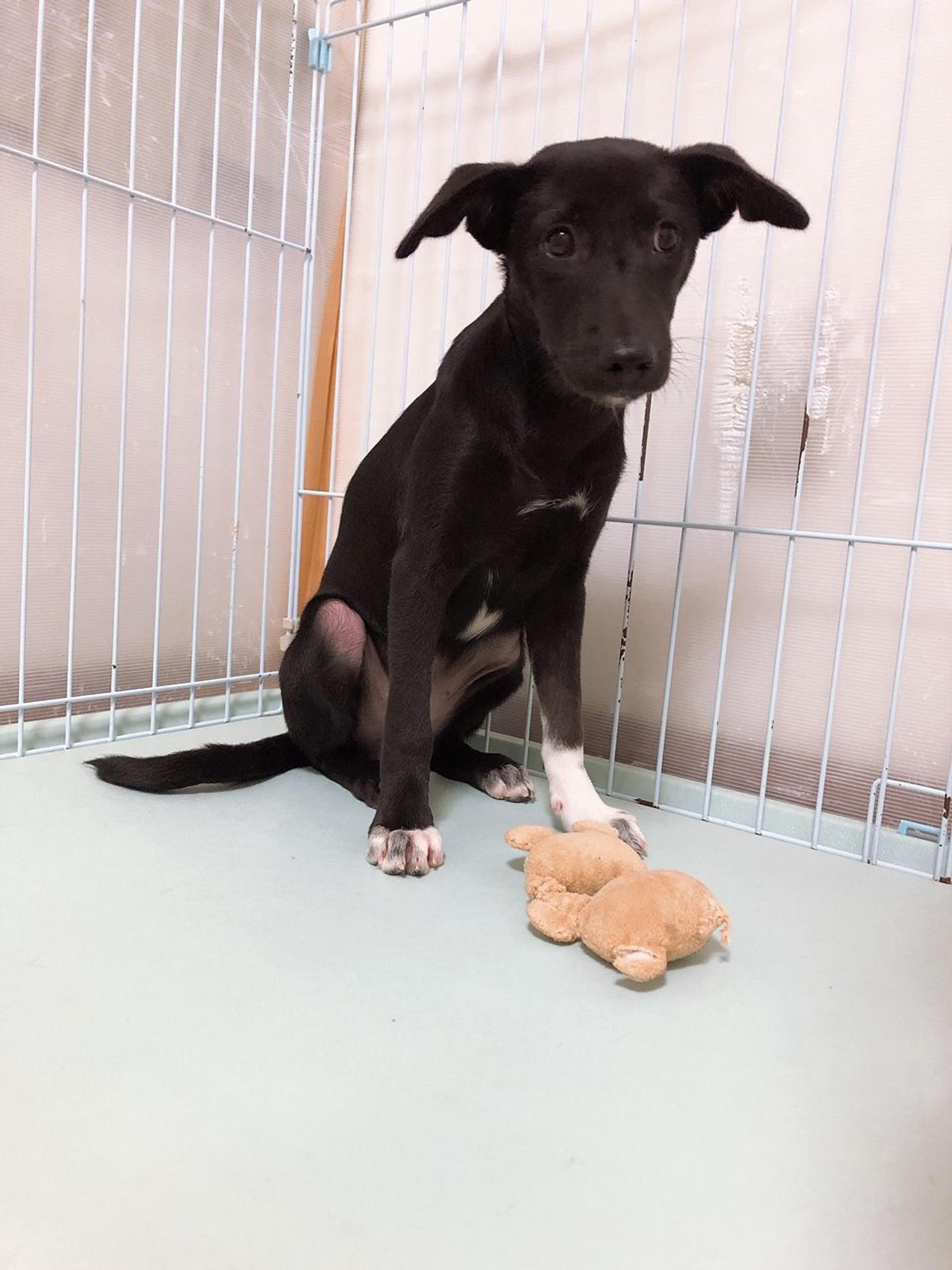 pet-image-2