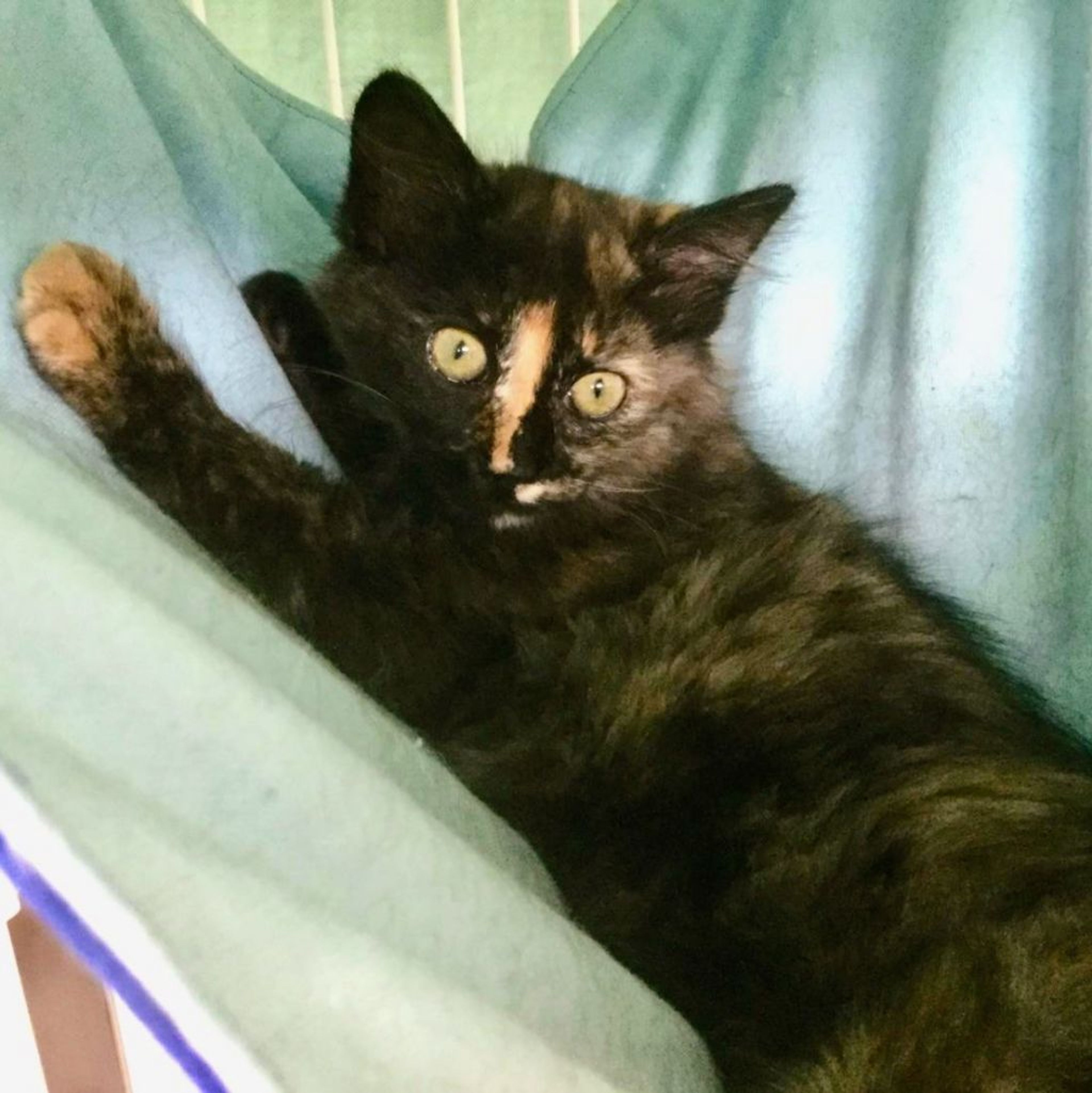 pet-image-5