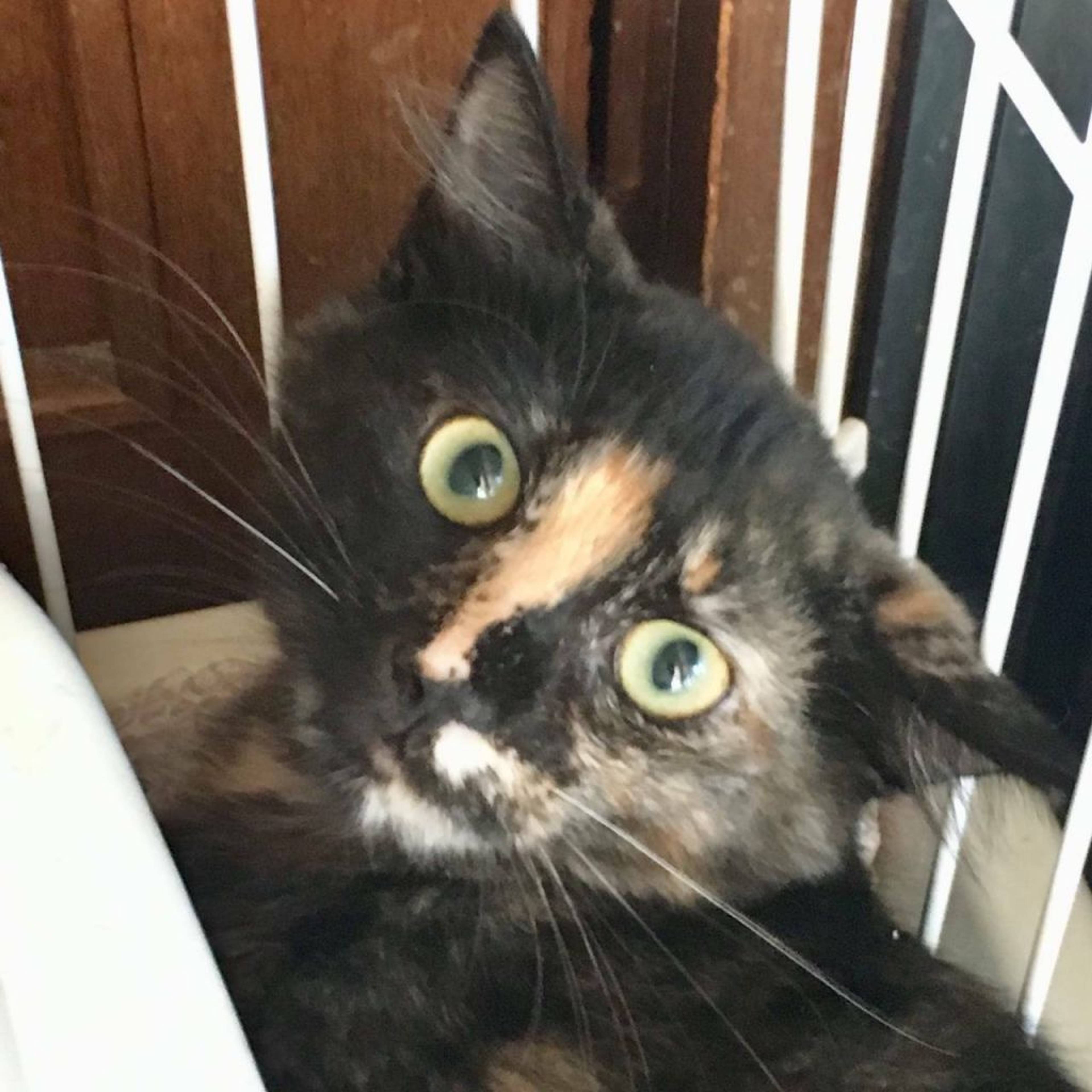 雑種（ミックス猫）・メスの里親募集の写真