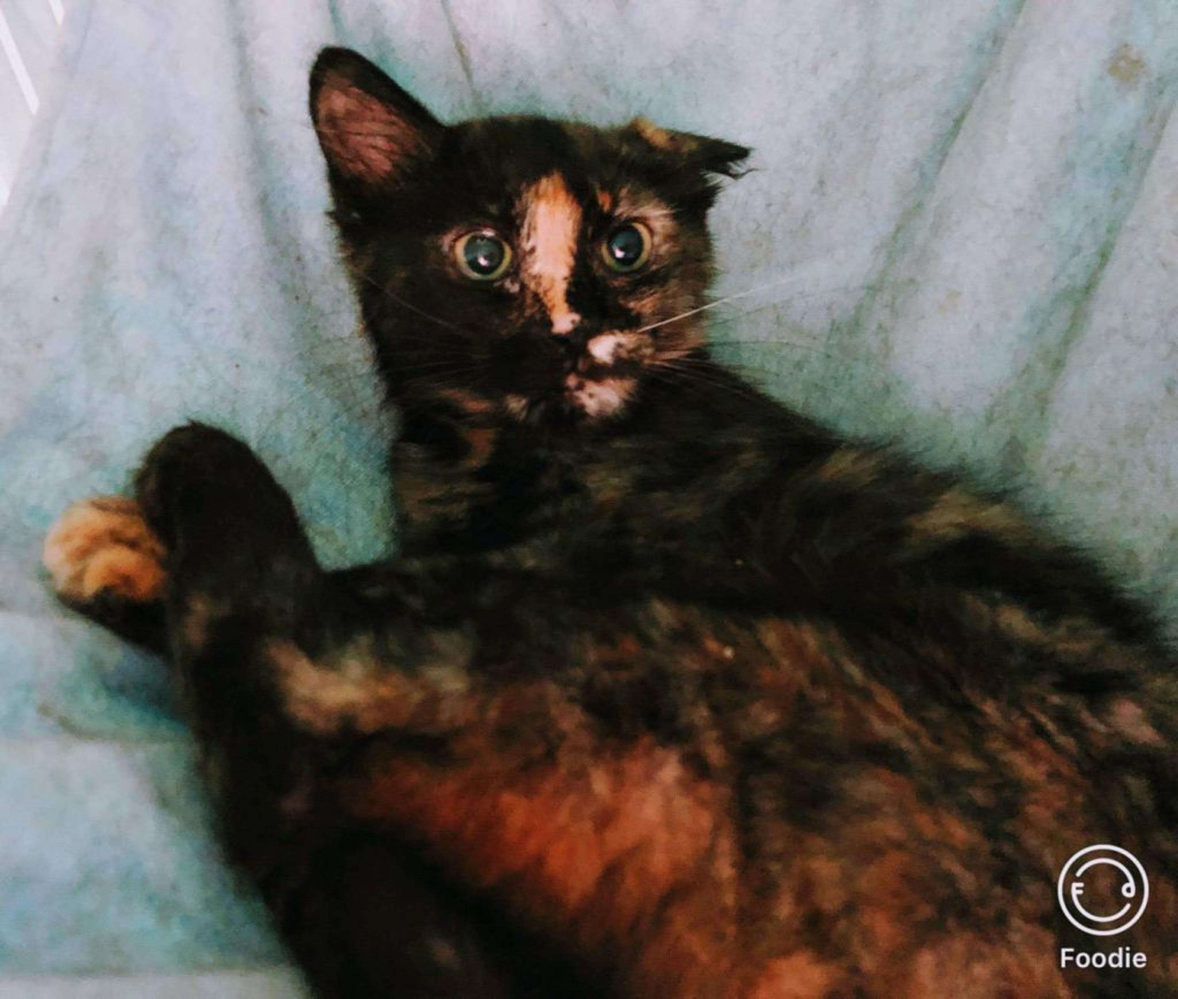 pet-image-2