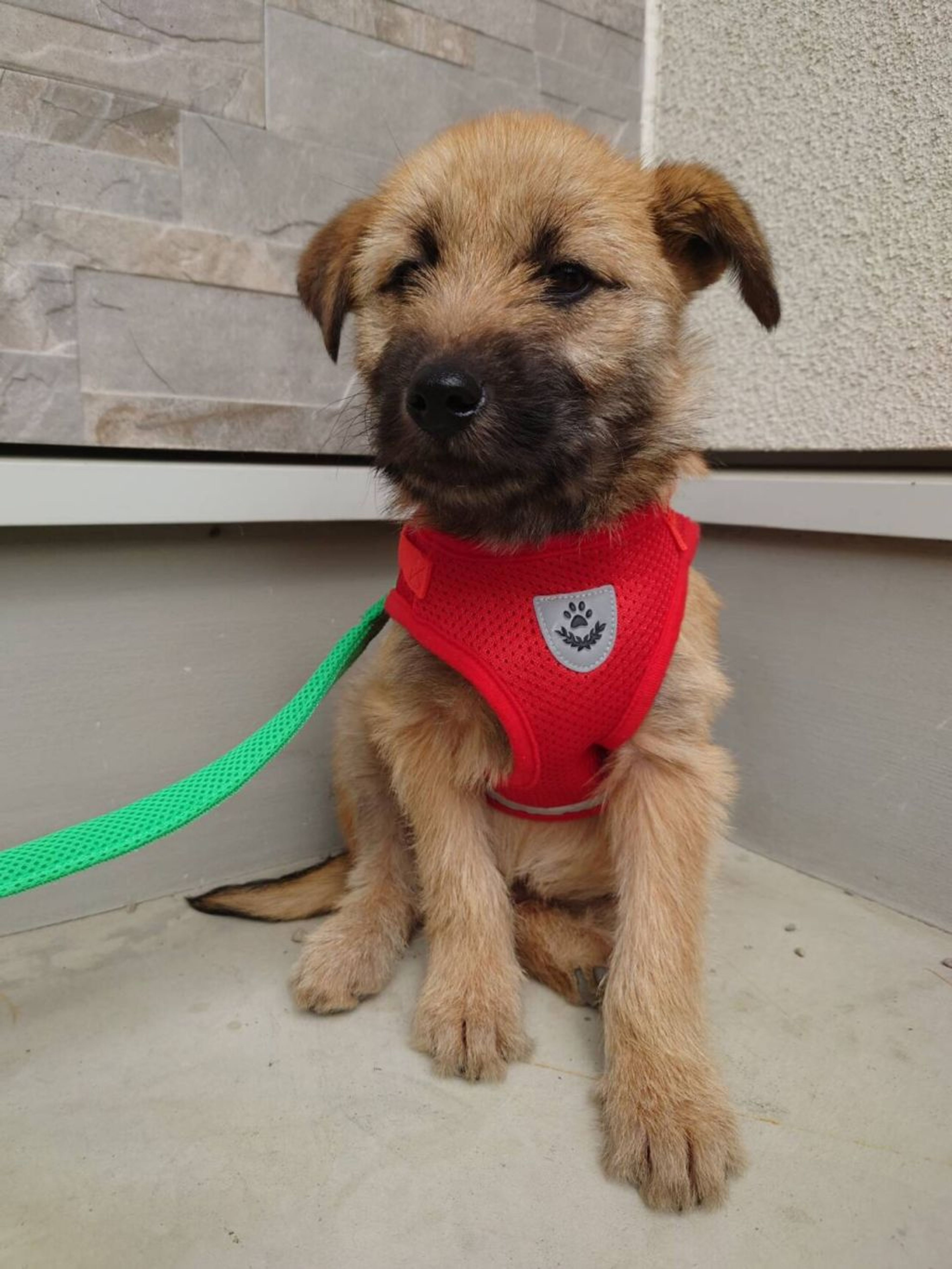 pet-image-2