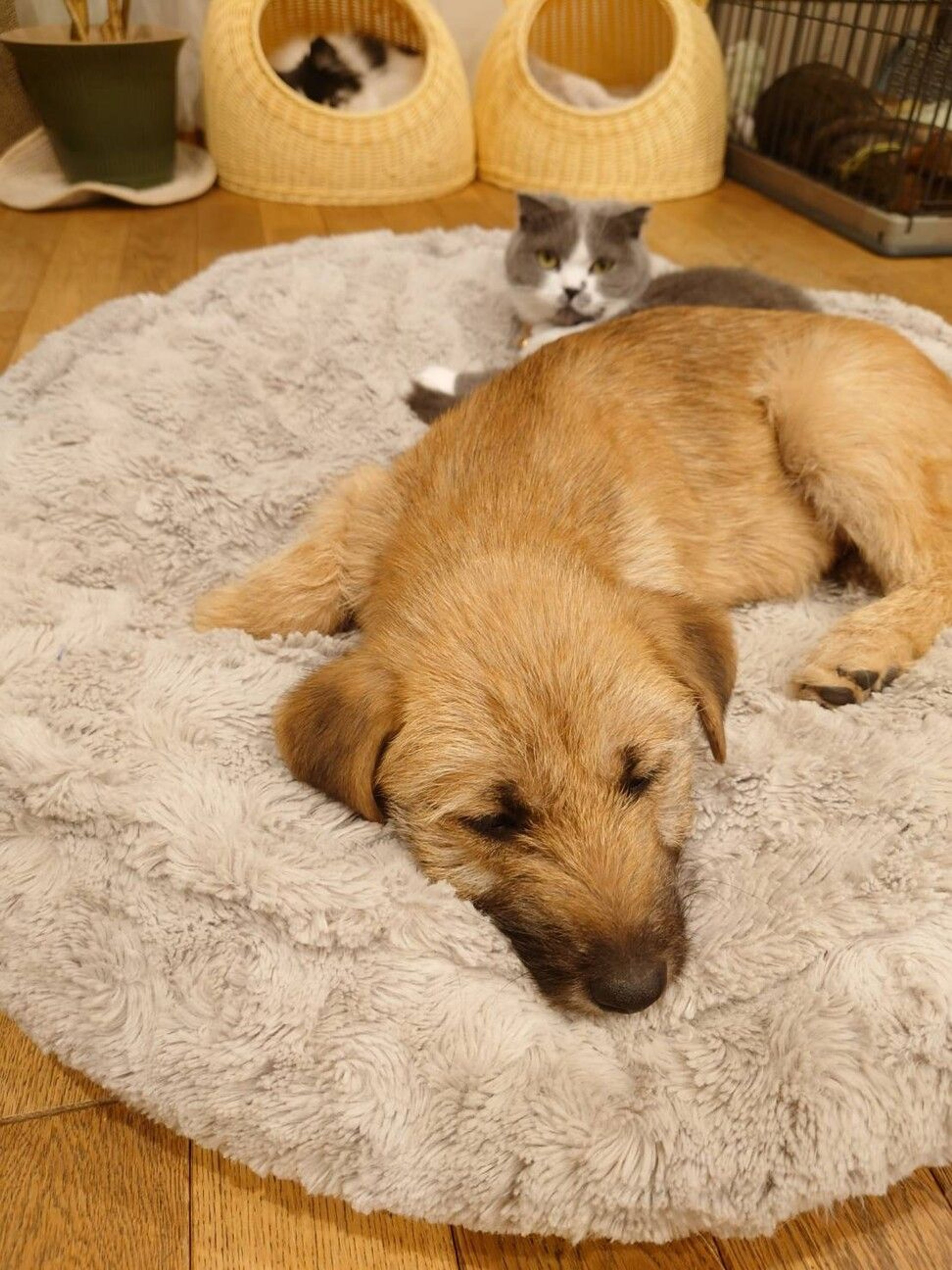 pet-image-3