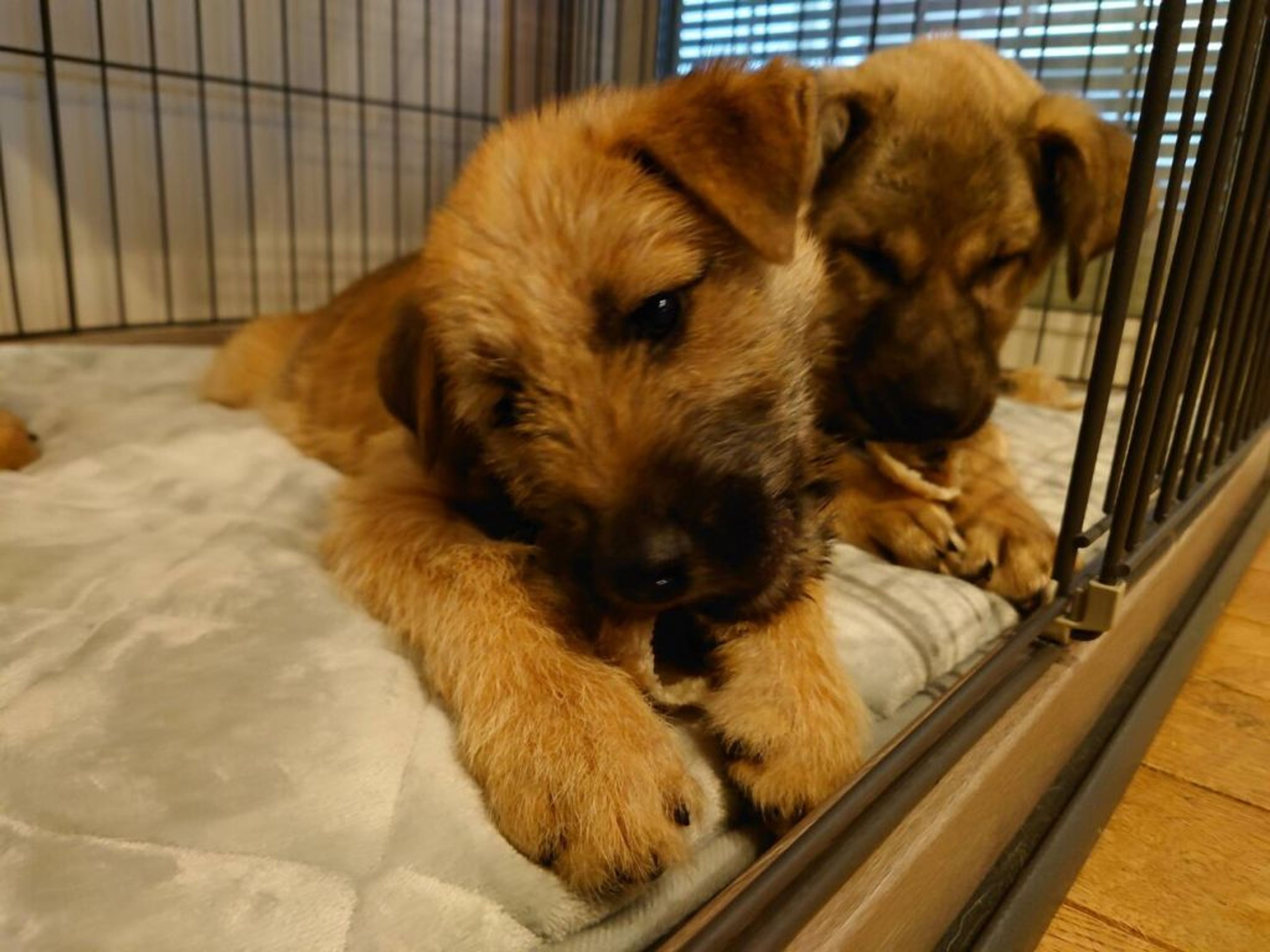 pet-image-4