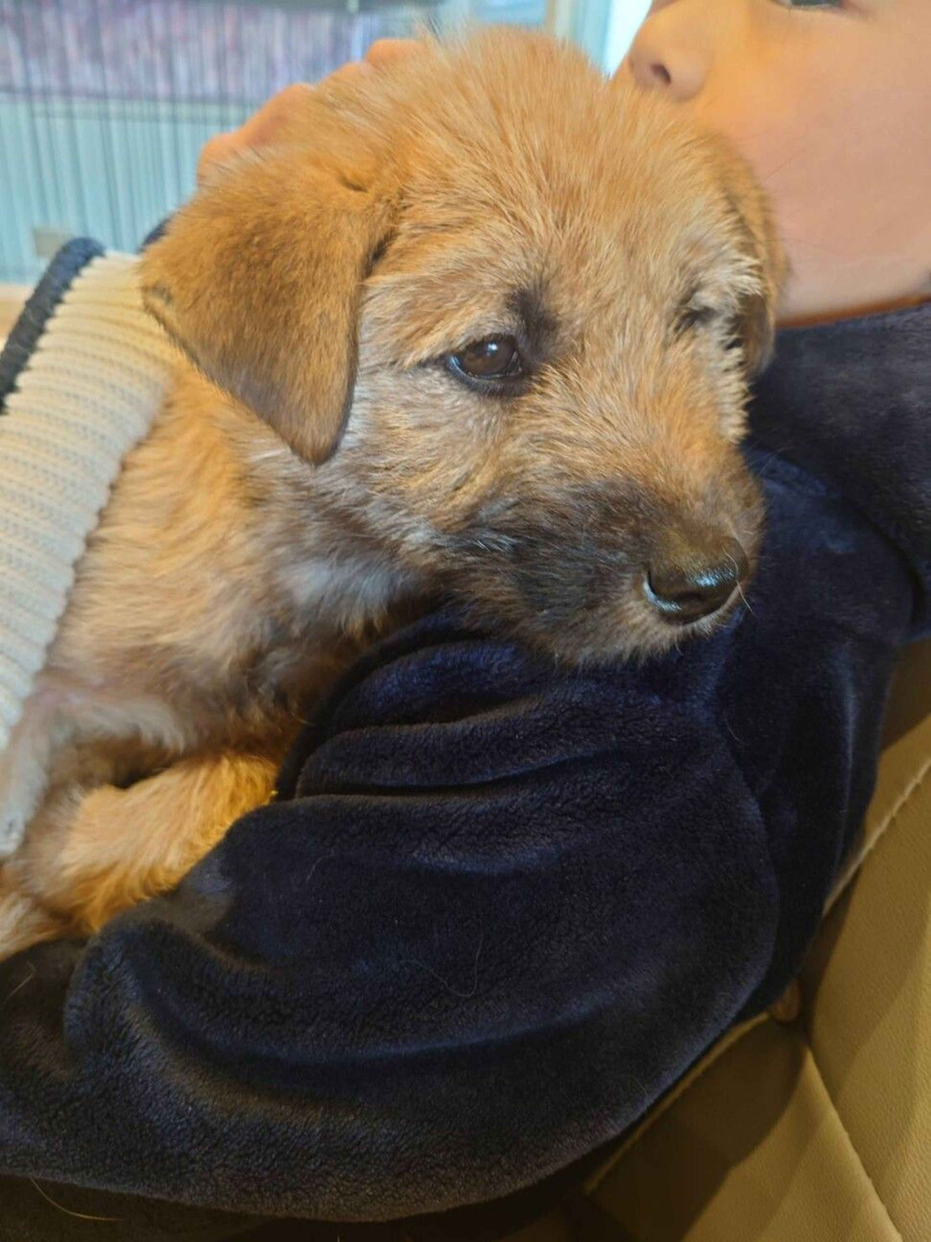 pet-image-5
