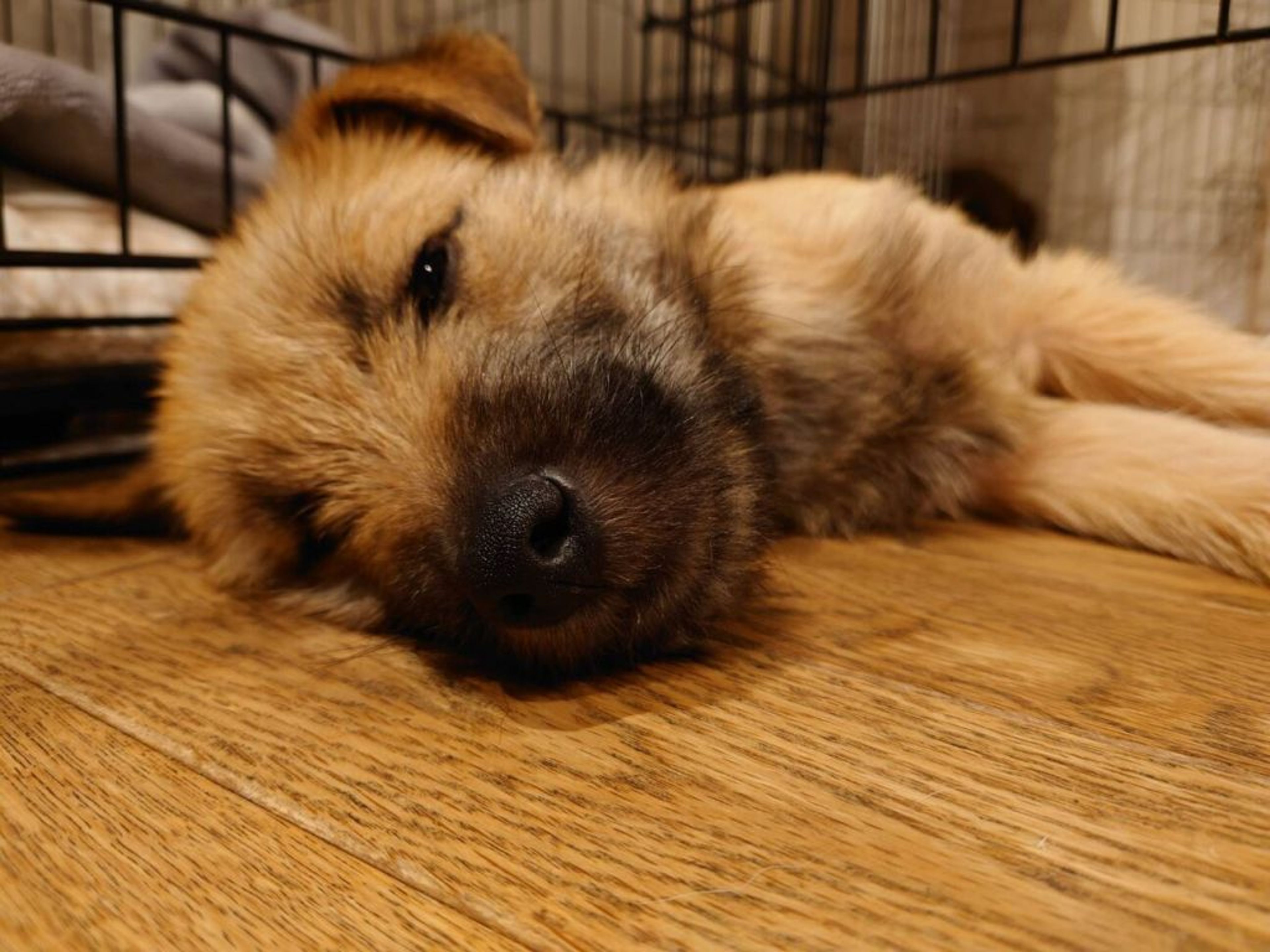 pet-image-7