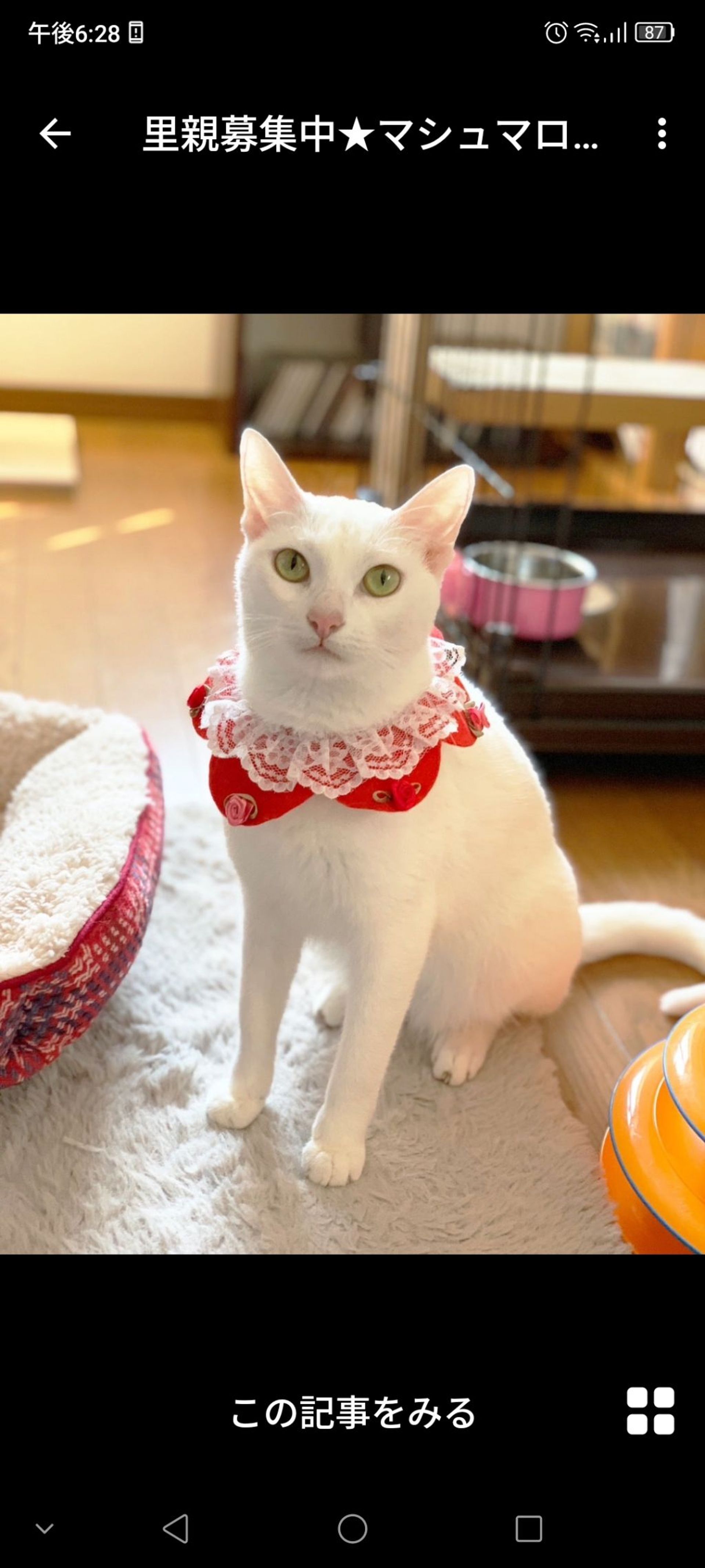 雑種（ミックス猫）・メスの里親募集の写真