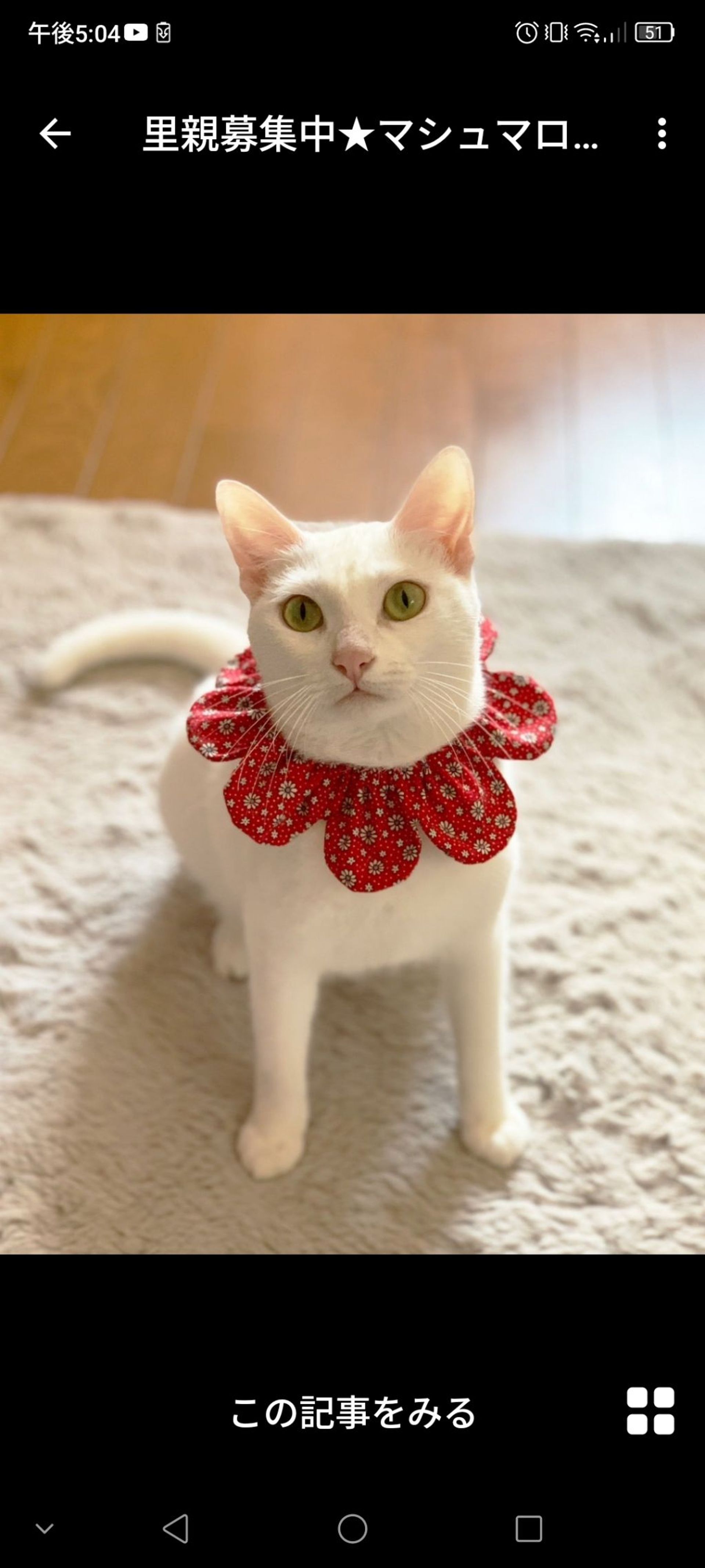 雑種（ミックス猫）・メスの里親募集の写真