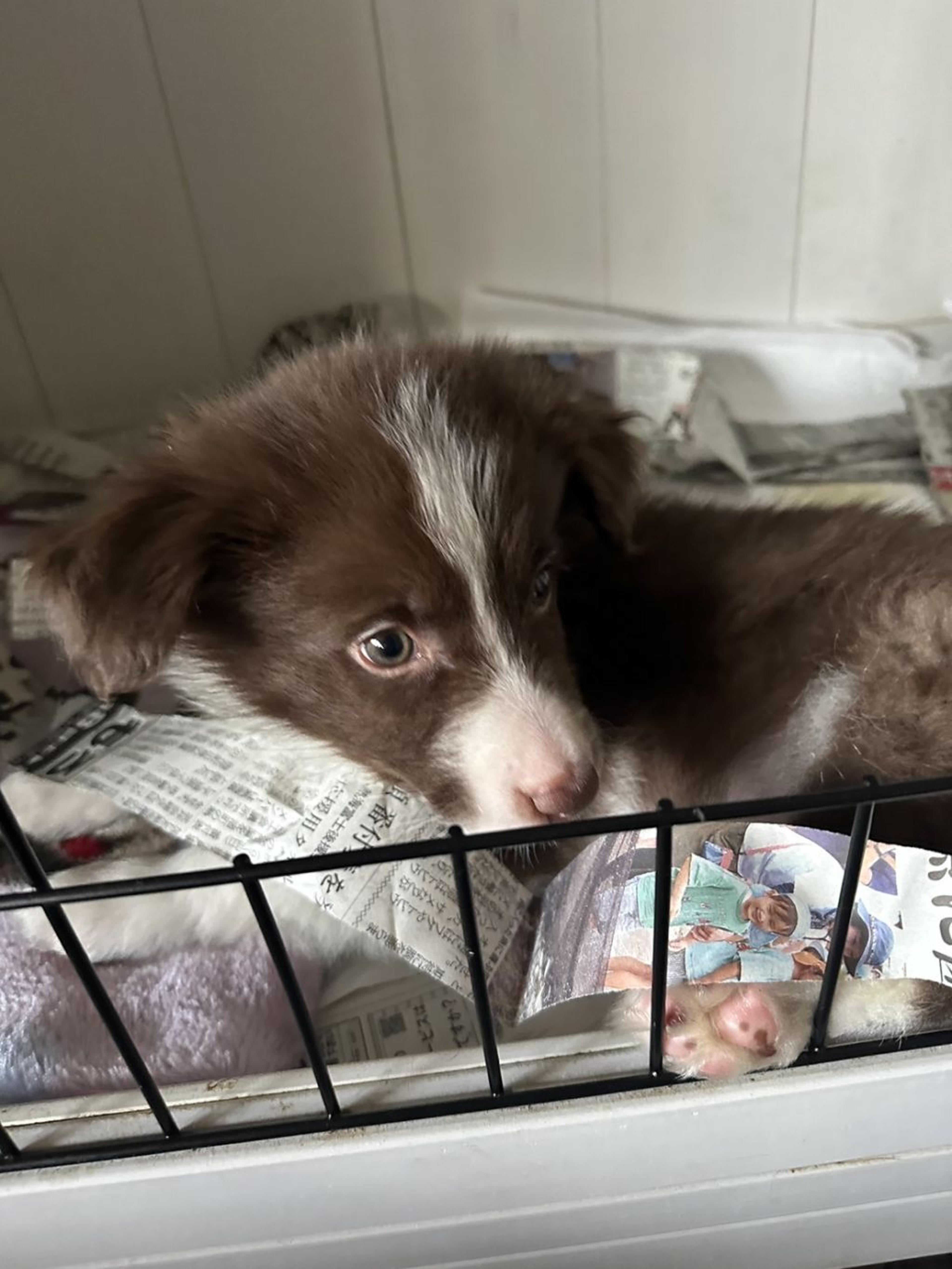 pet-image-2
