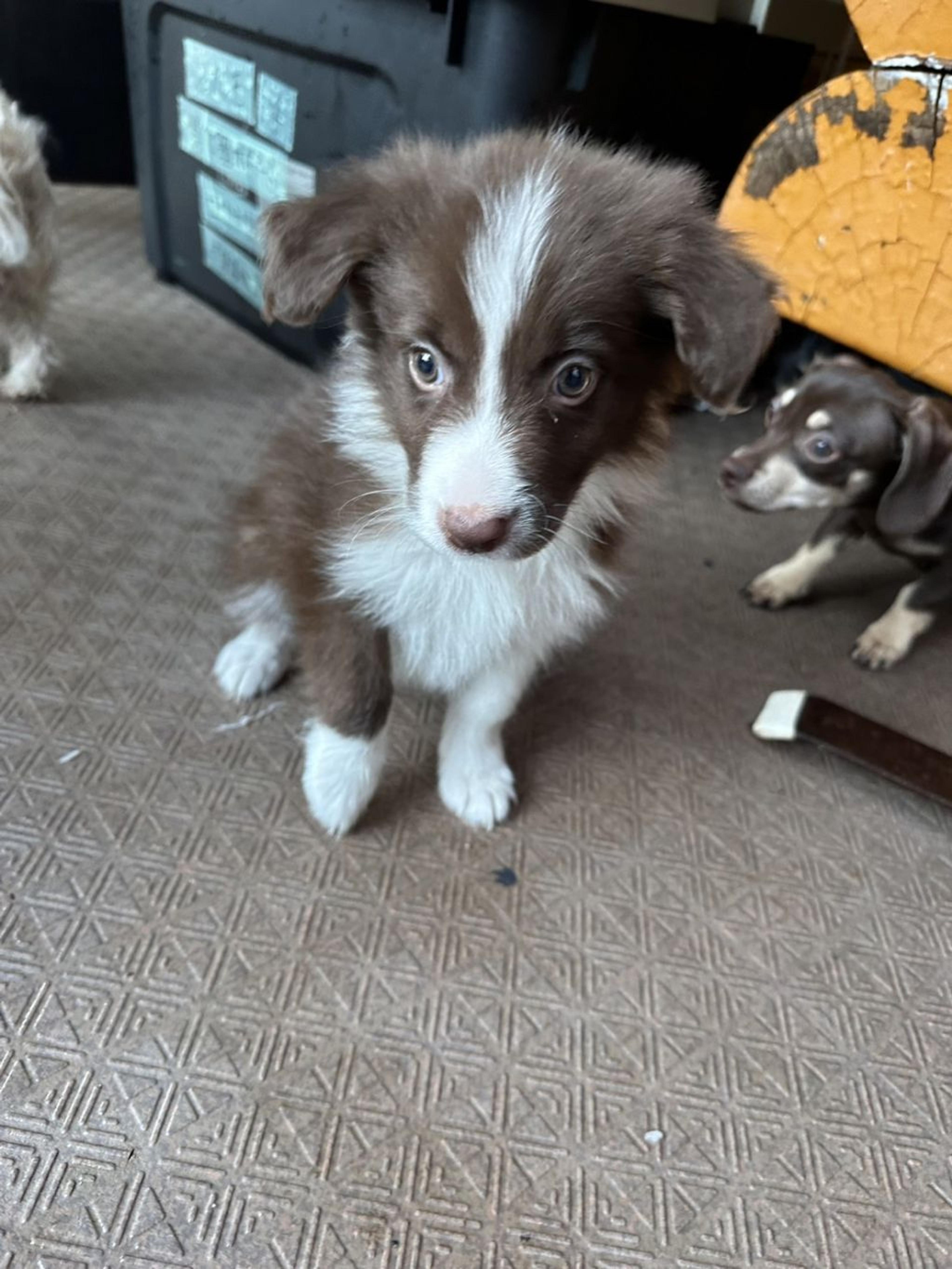 pet-image-3