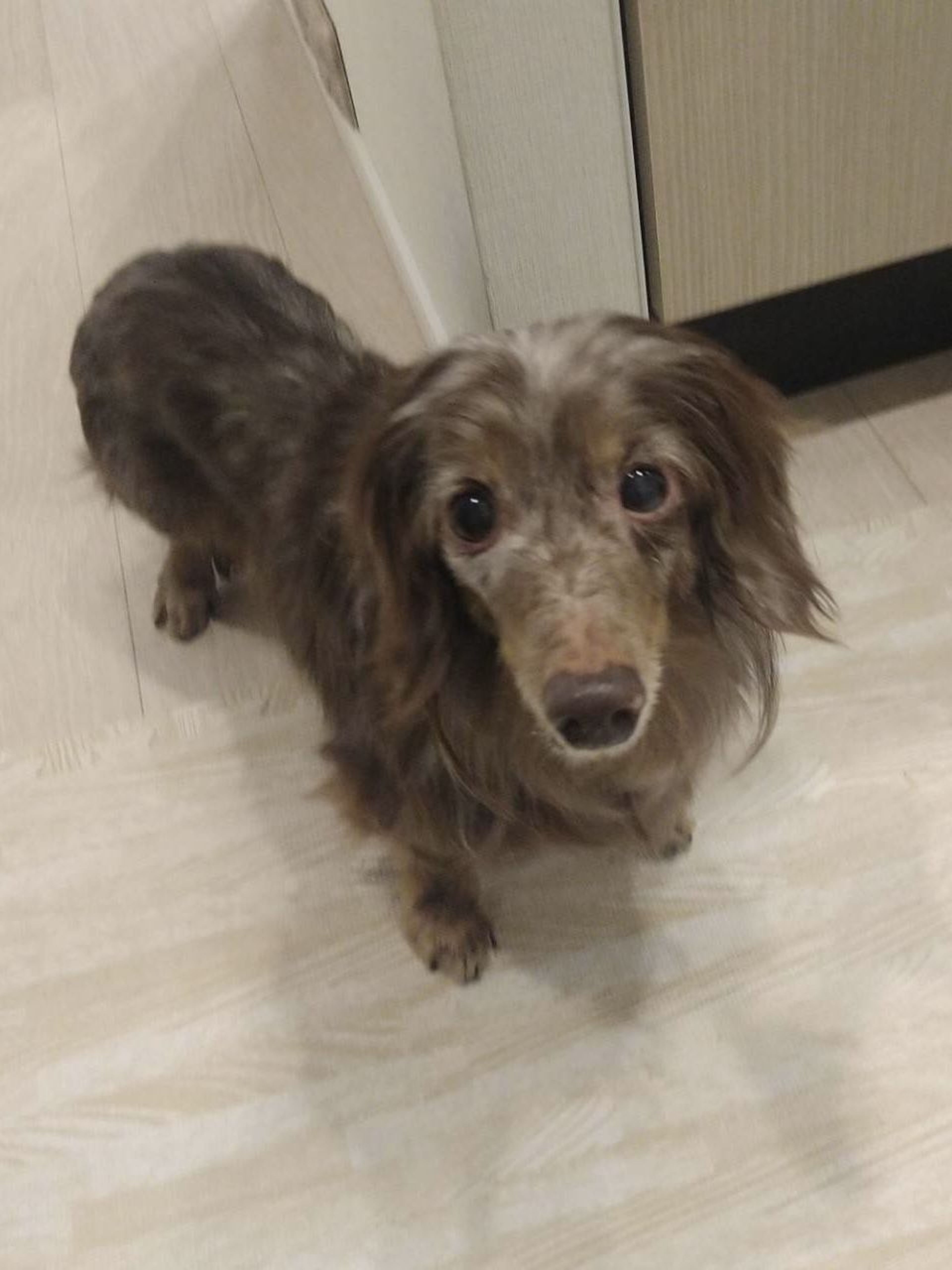 ミニチュア・ダックスフンド・オスの里親募集の写真