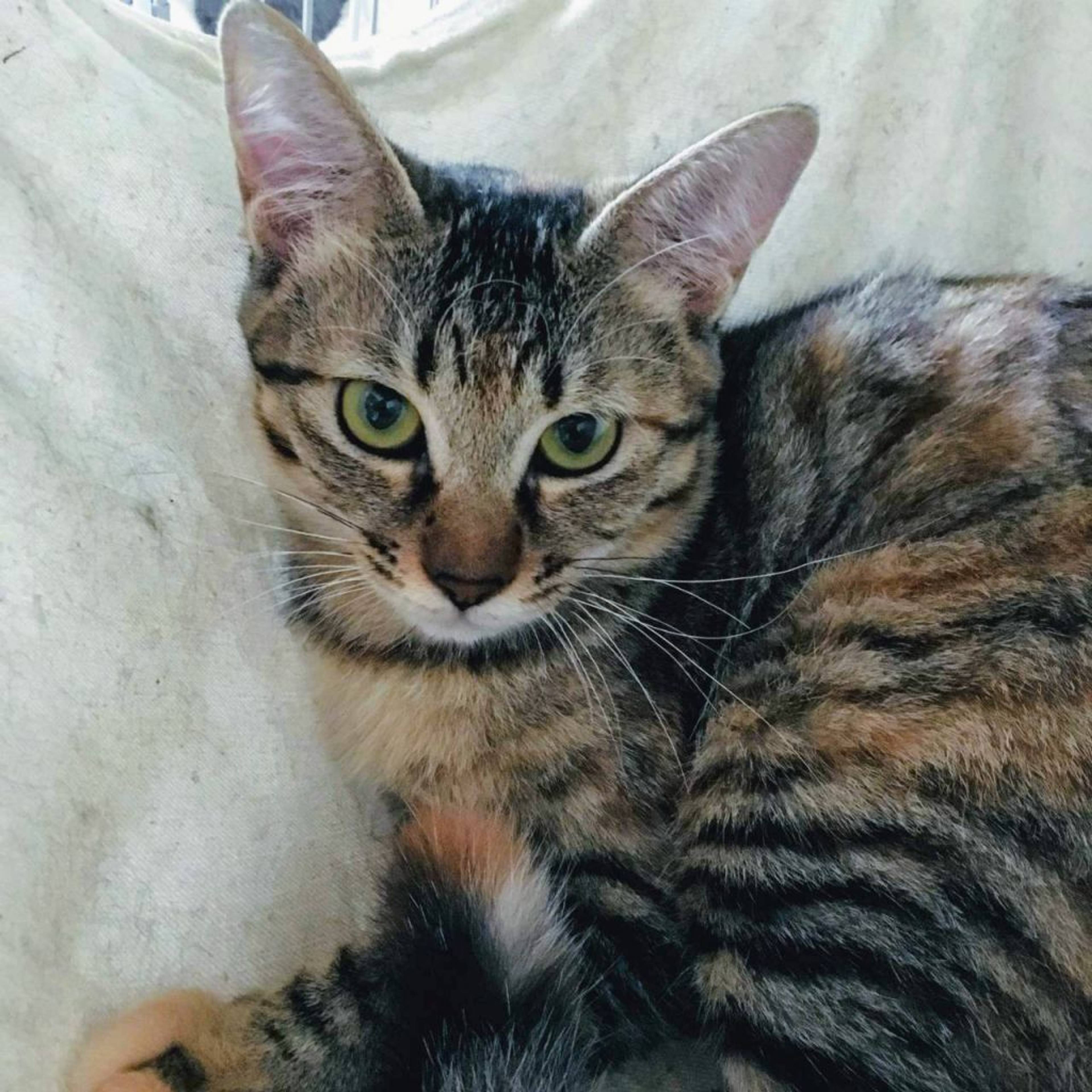 雑種（ミックス猫）・メスの里親募集の写真