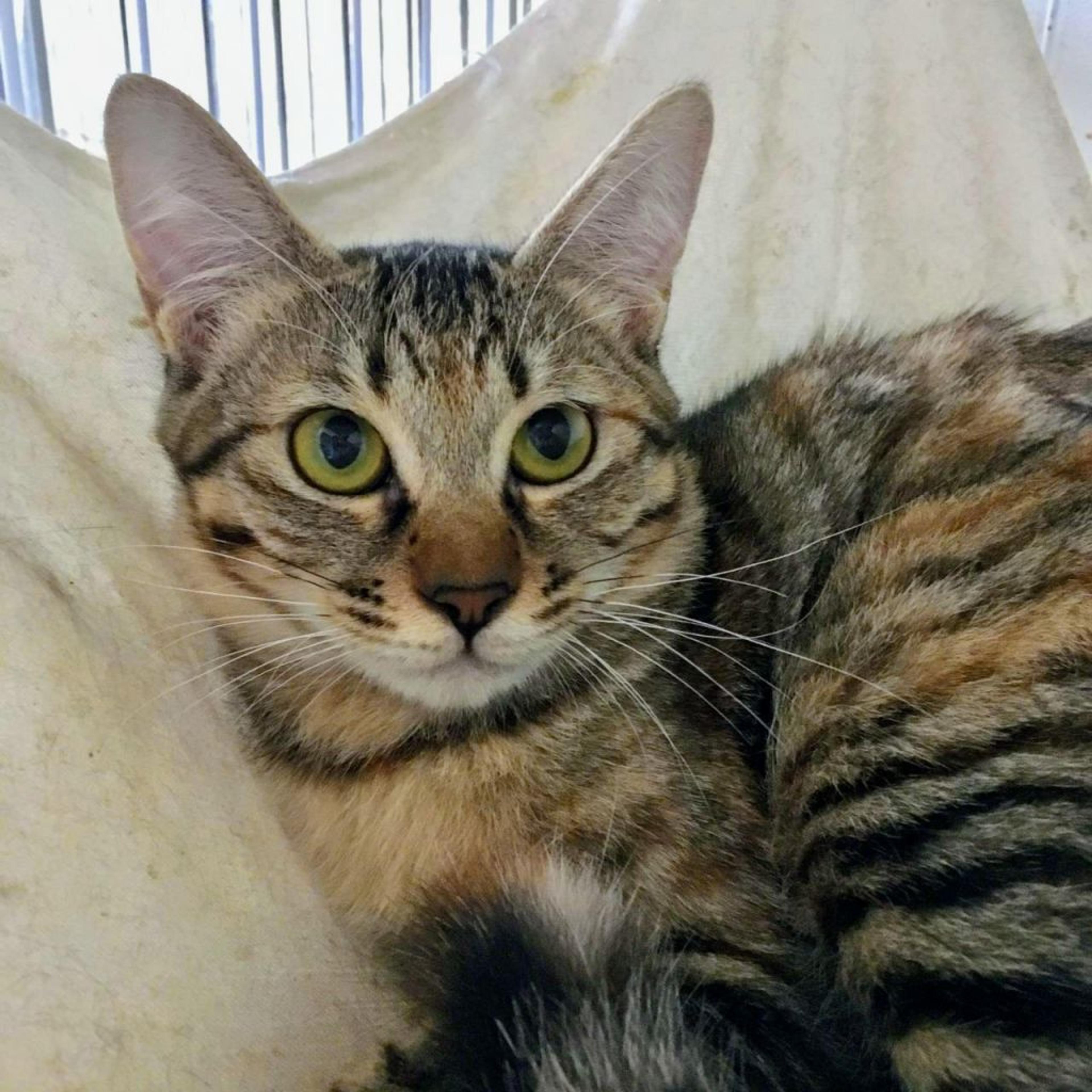 pet-image-2
