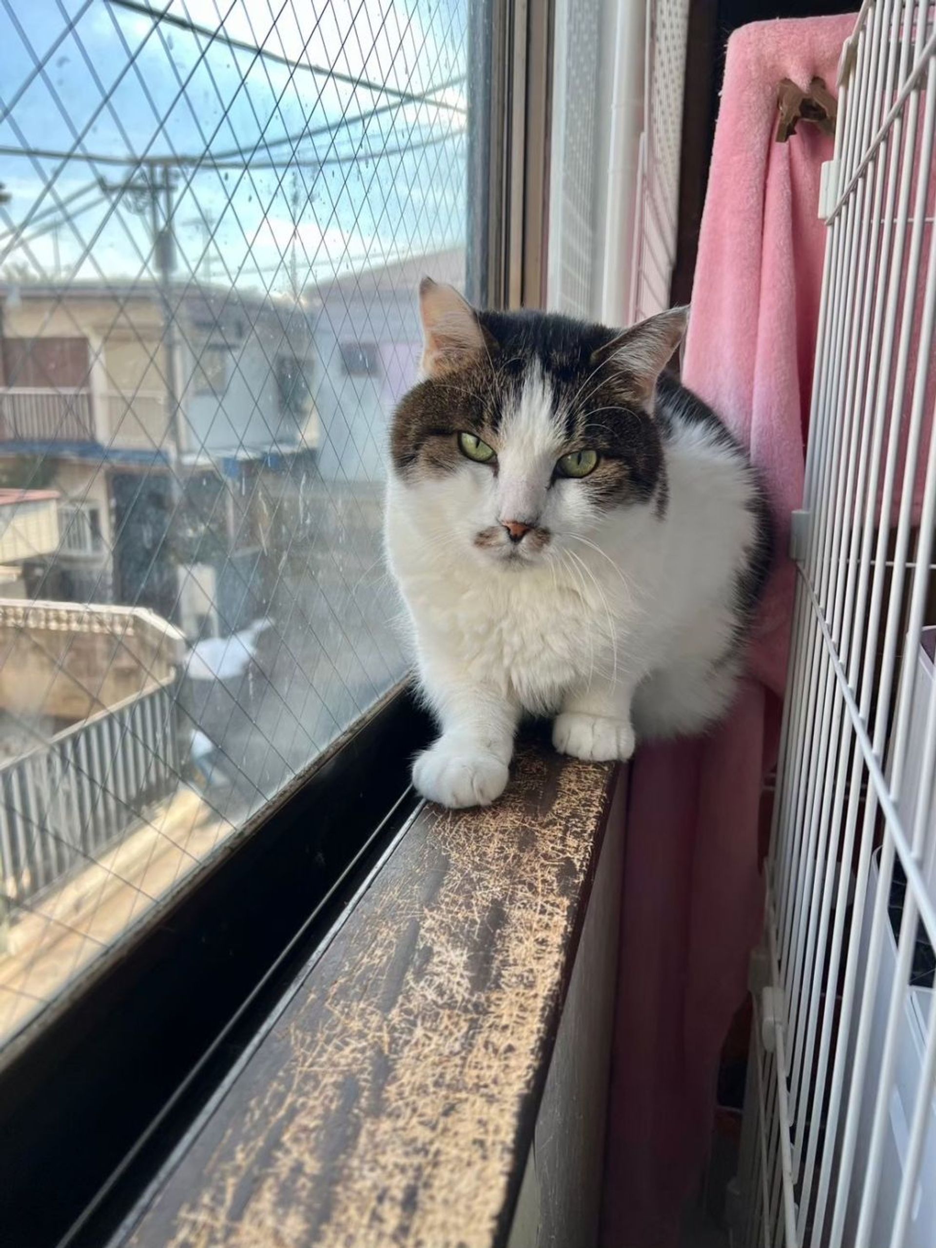 雑種（ミックス猫）・オスの里親募集の写真