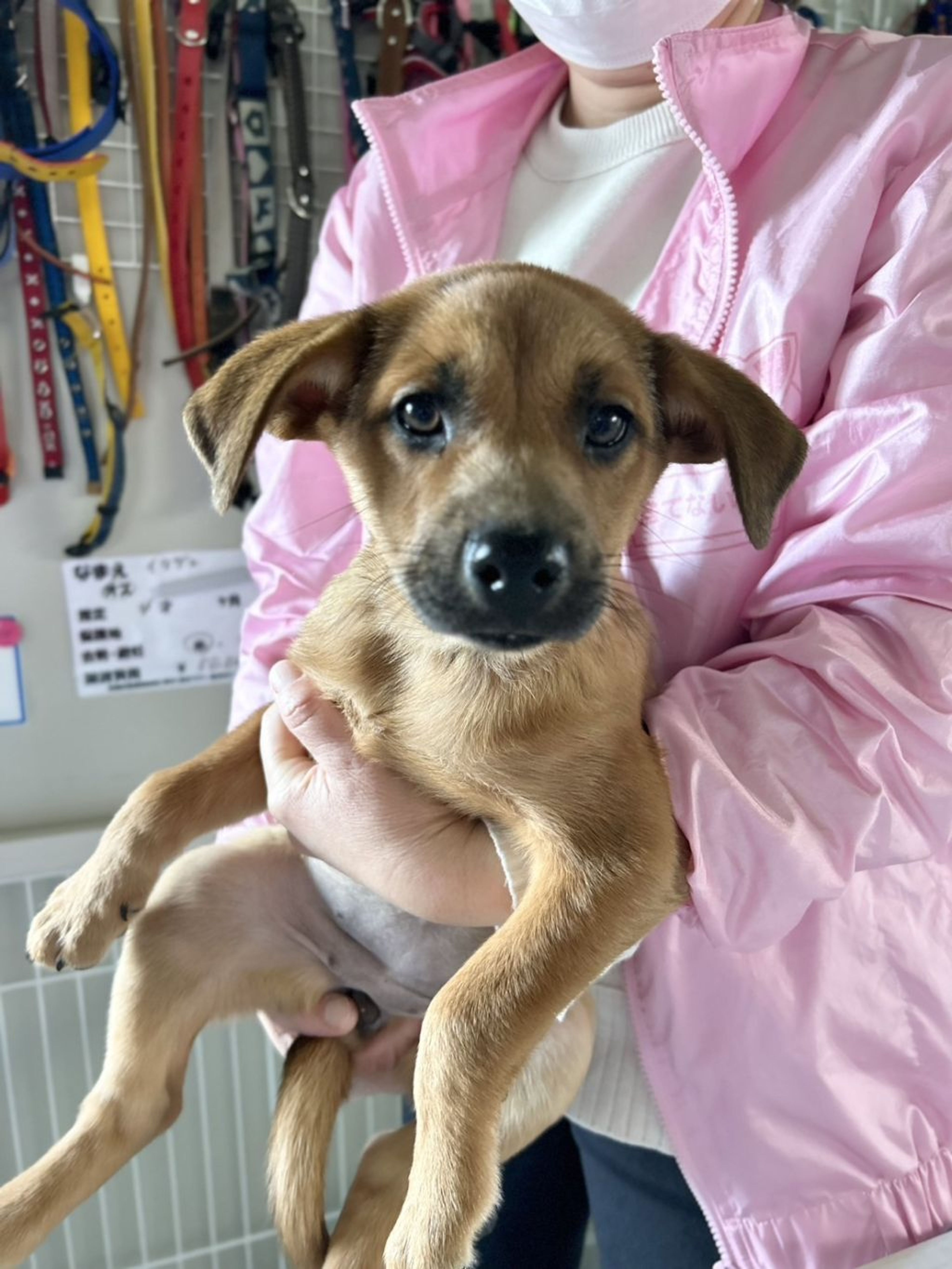 雑種（ミックス犬）・メスの里親募集の写真