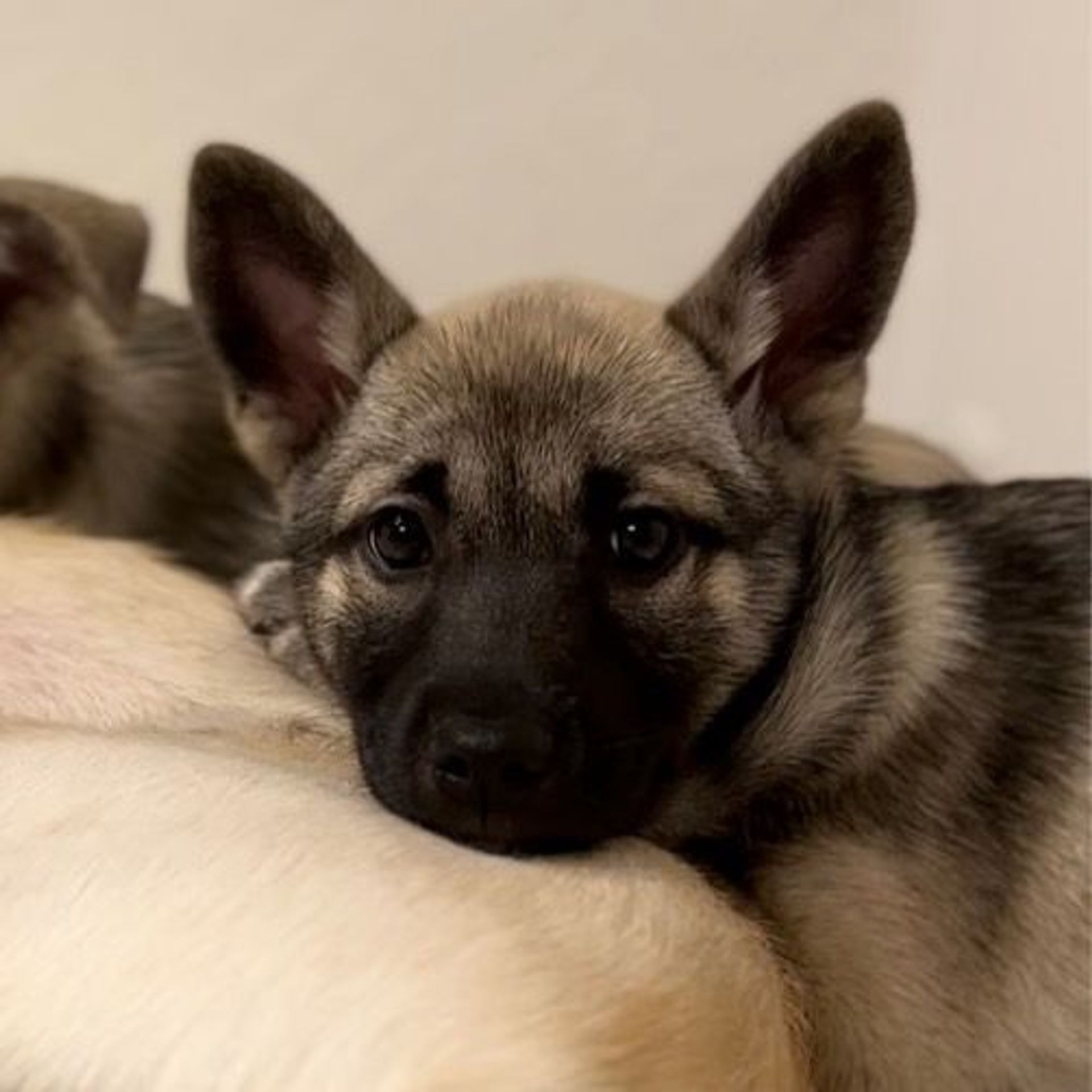 雑種（ミックス犬）・メスの里親募集の写真