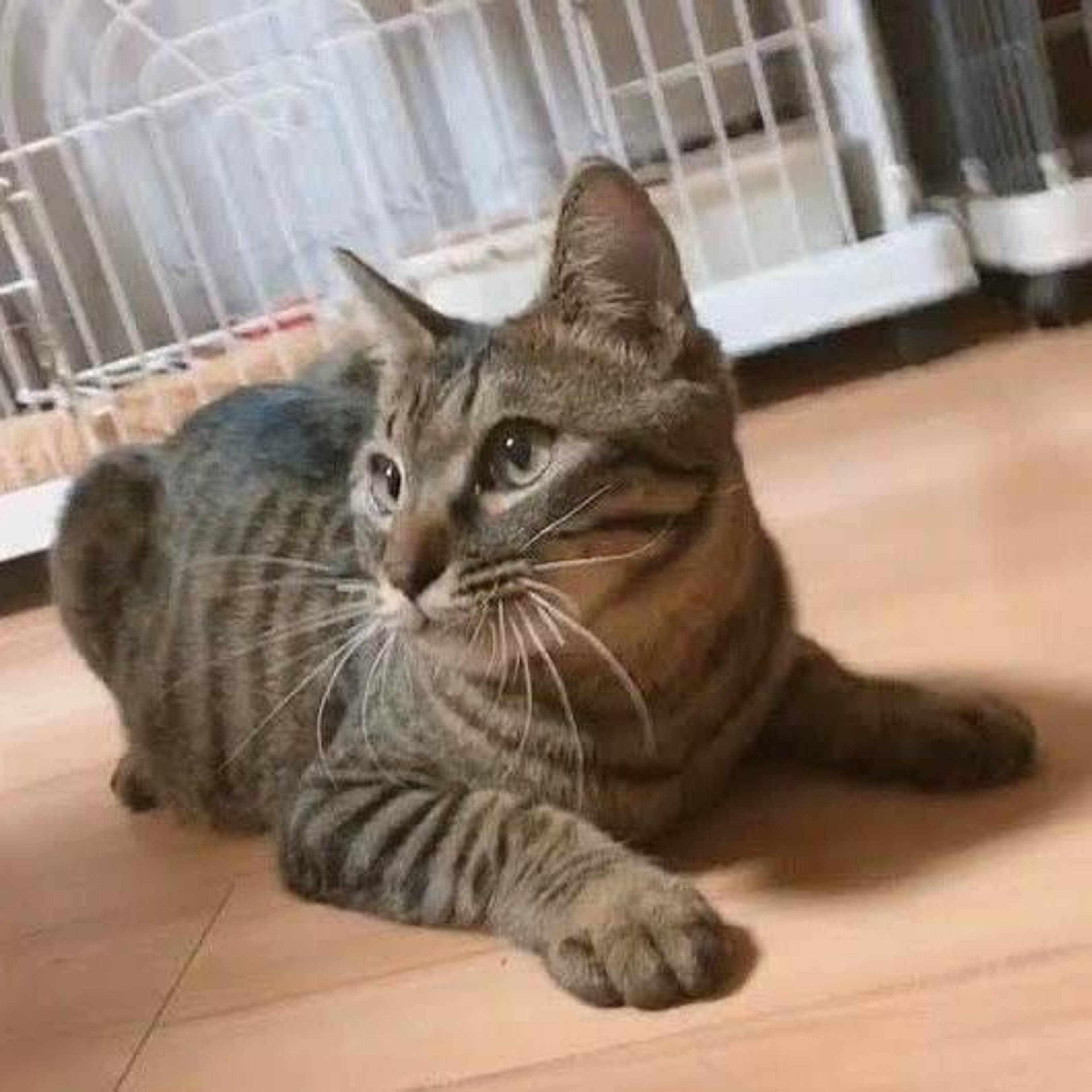 雑種（ミックス猫）・オスの里親募集の写真