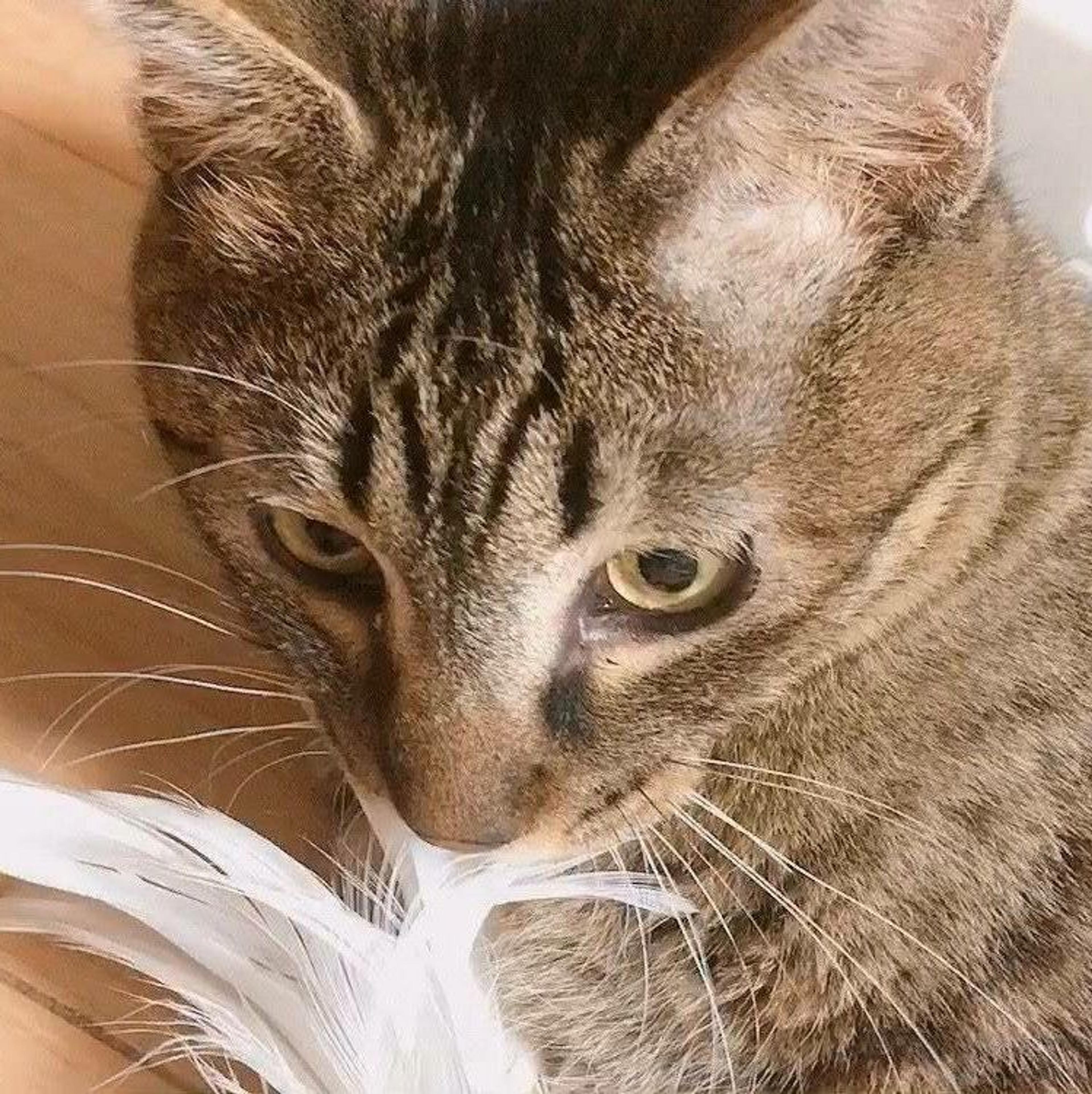 pet-image-3