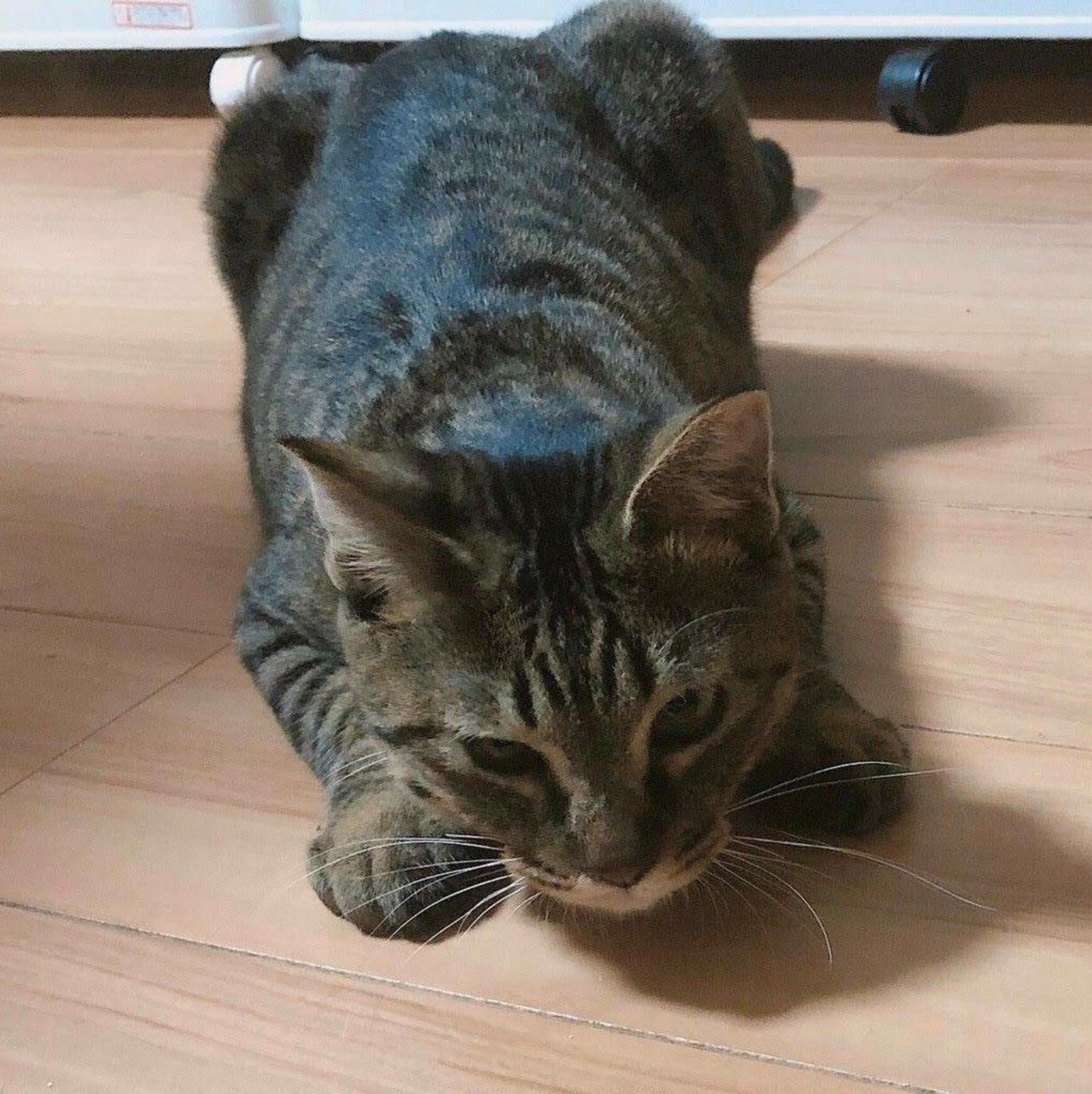 pet-image-4