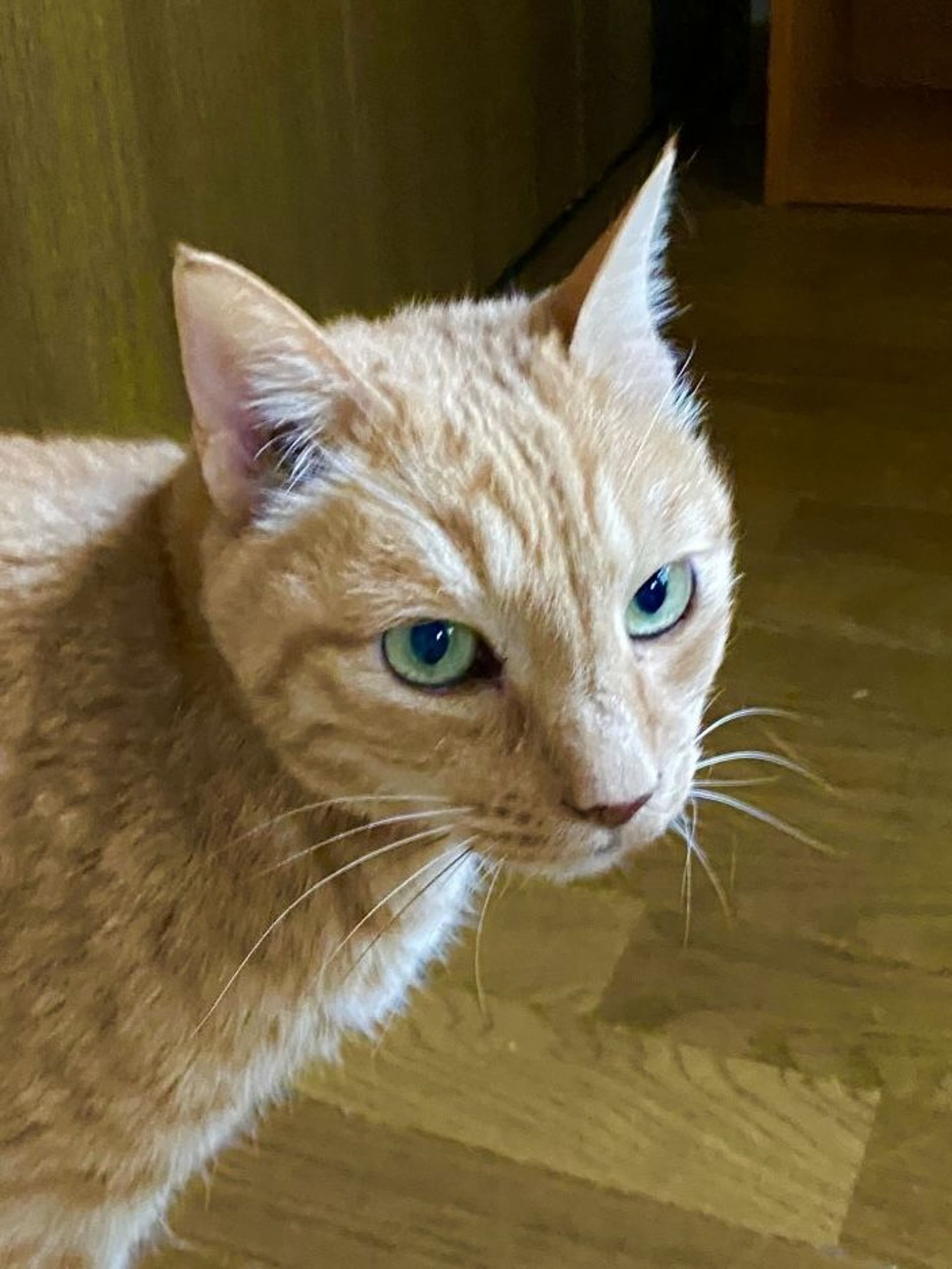 雑種（ミックス猫）・オスの里親募集の写真