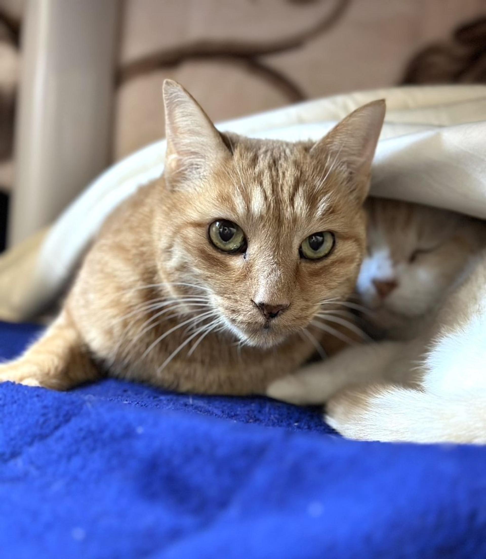 pet-image-3