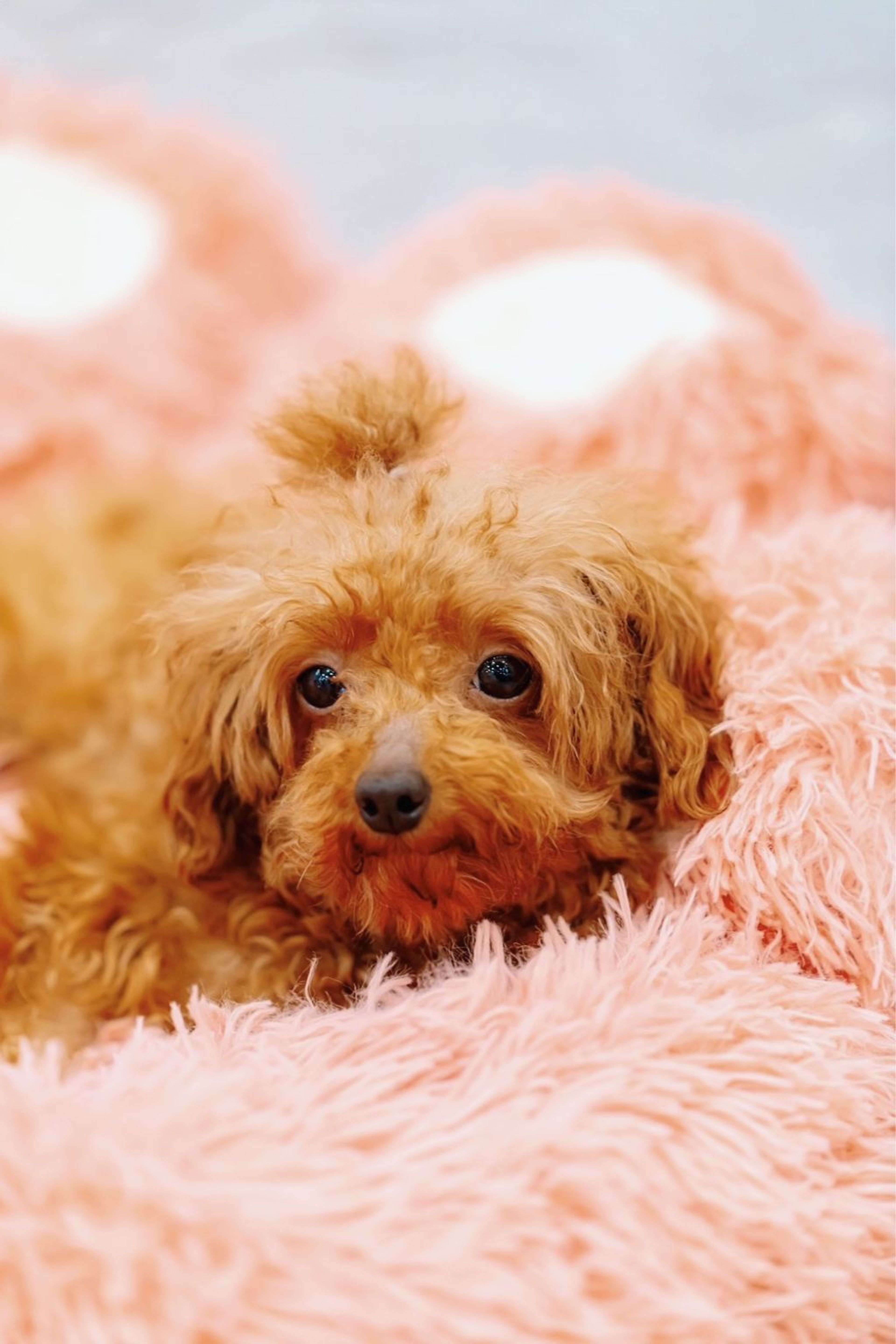 pet-image-4
